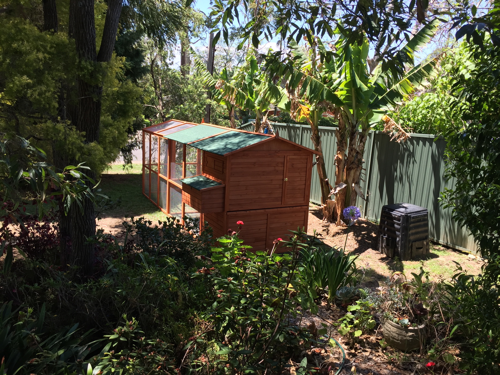 Shot of the chicken coop taken from the front balcony of our house. It seems to fit well in the front yard, leaving enough space to comfortably walk around all sides. The location gets morning shade from the banana trees and afternoon shade from the giant Cypress pine at the front.