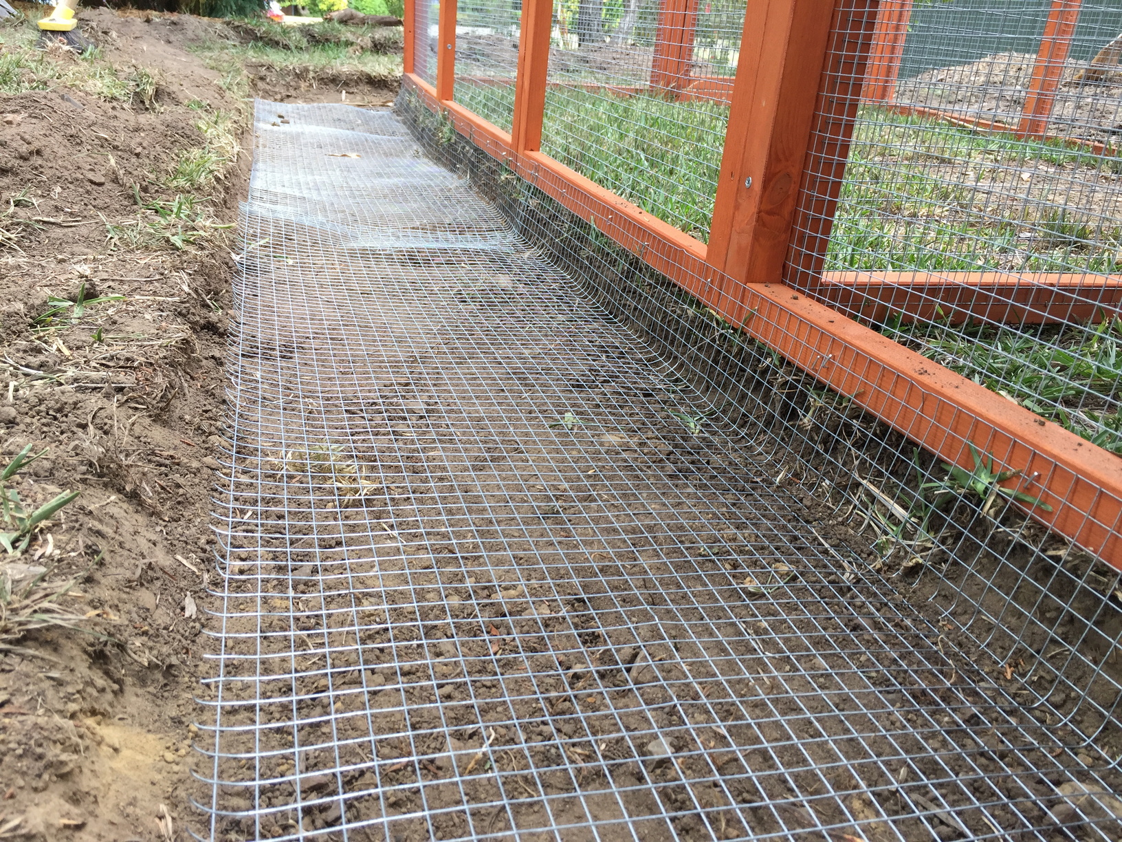 The mesh flooring cut to length, stapled to the edge of the coop and laid in the trench