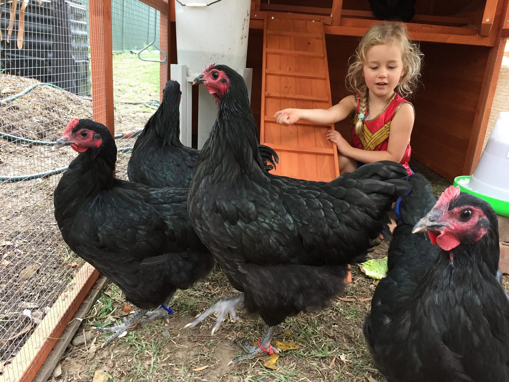Olivia helping the chickens settle in on their first day in their new home