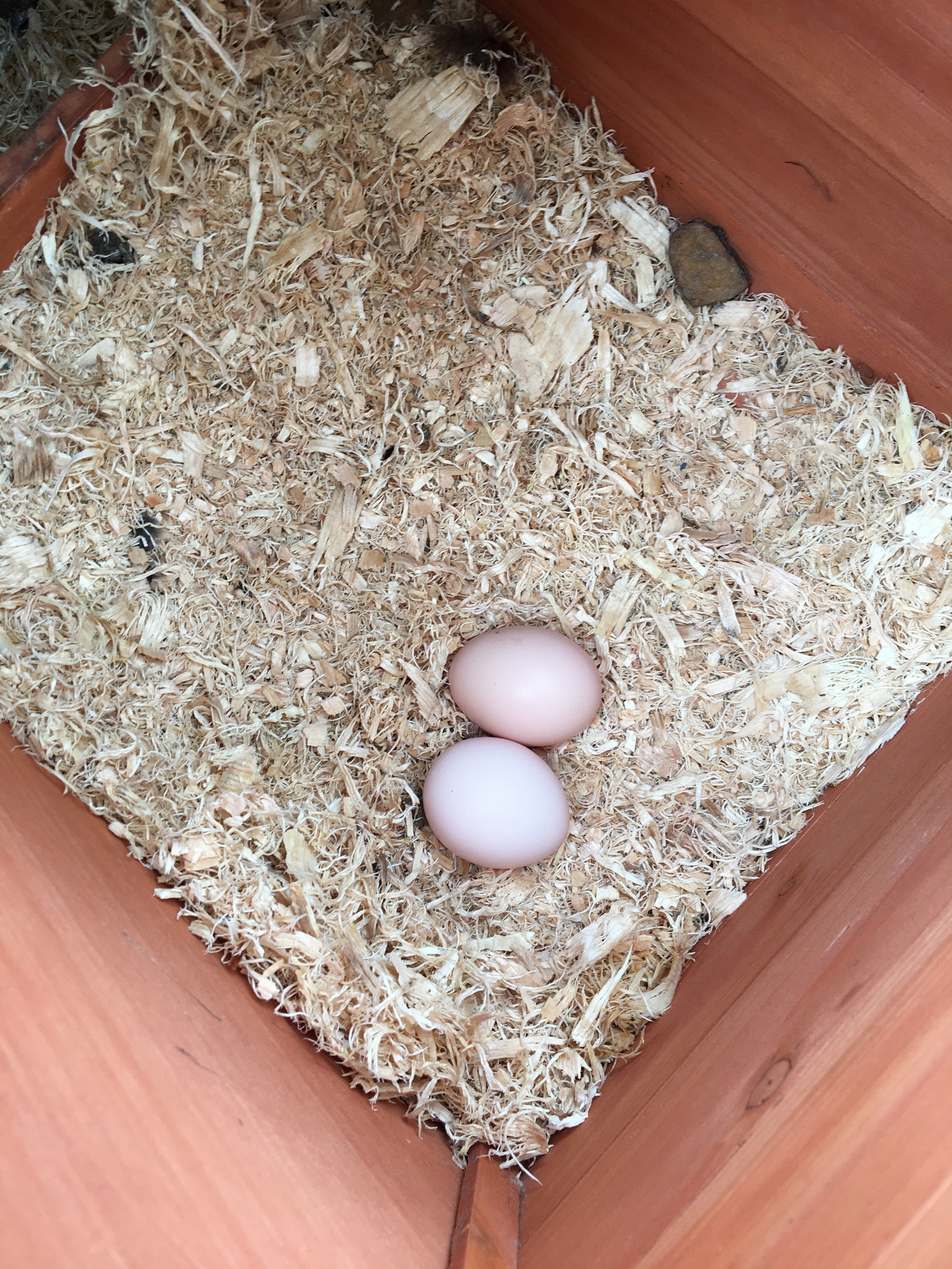 That's better! Two in the nesting box.