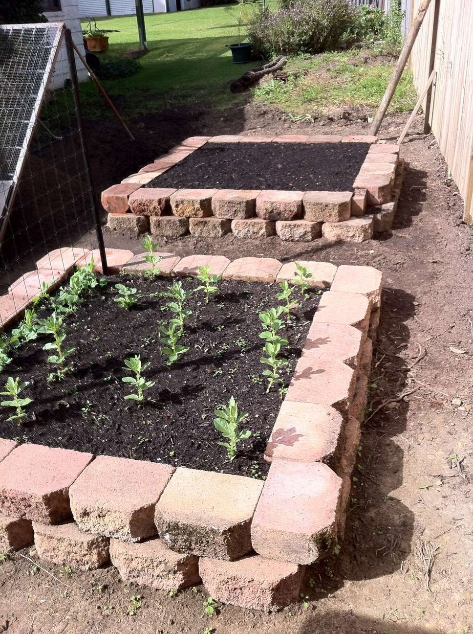 First two raised veggie beds built and operational. The weird looking contraption on the left hand side of the picture is a home-made soil sieve, made by my father-in-law out of an old single-bed frame covered in chicken wire-mesh. Throw a shovel full of soil at it, good soil goes through, rocks and rubbish get stuck behind and roll down to the bottom, where they can be disposed of. The good soil is used back in the garden beds. I had to dig a lot of soil away to level out the area for the beds, but it was full of rocks and rubble and wouldn't have been good to use straight in the beds, hence the sieve.