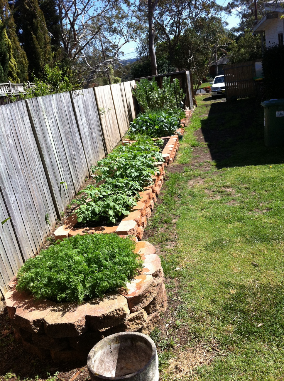 The veggies beds fully planted for the first time, 22-SEP-2012. Carrots, potato, onions, beetroot, broad beans, eggplant.