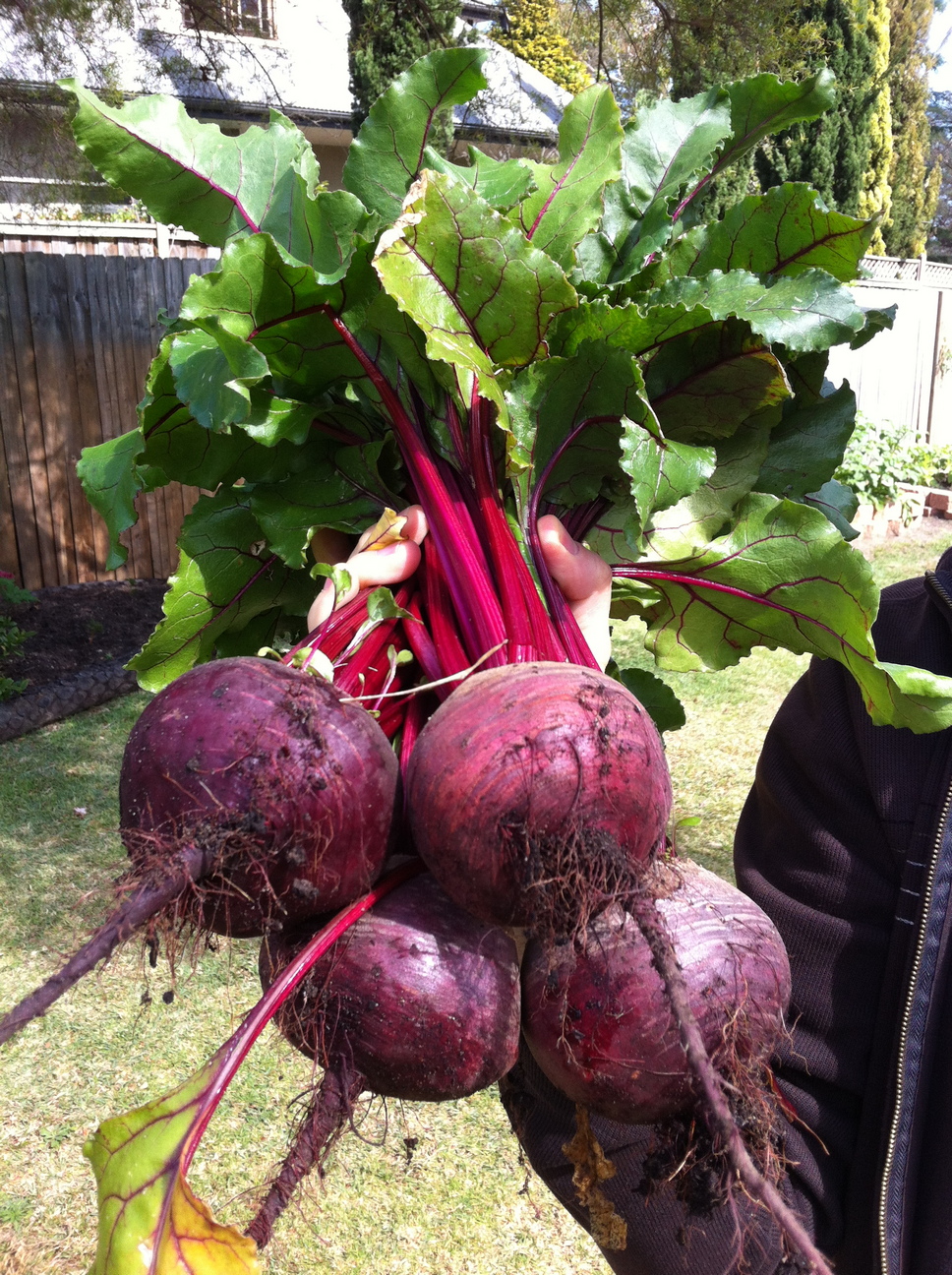 Beetroot