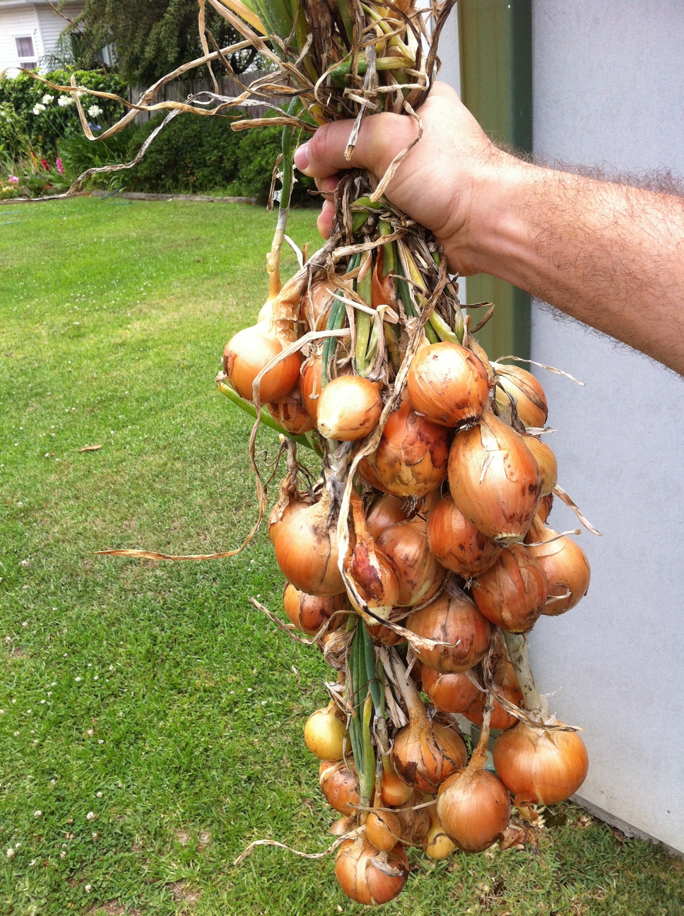 Brown Onions