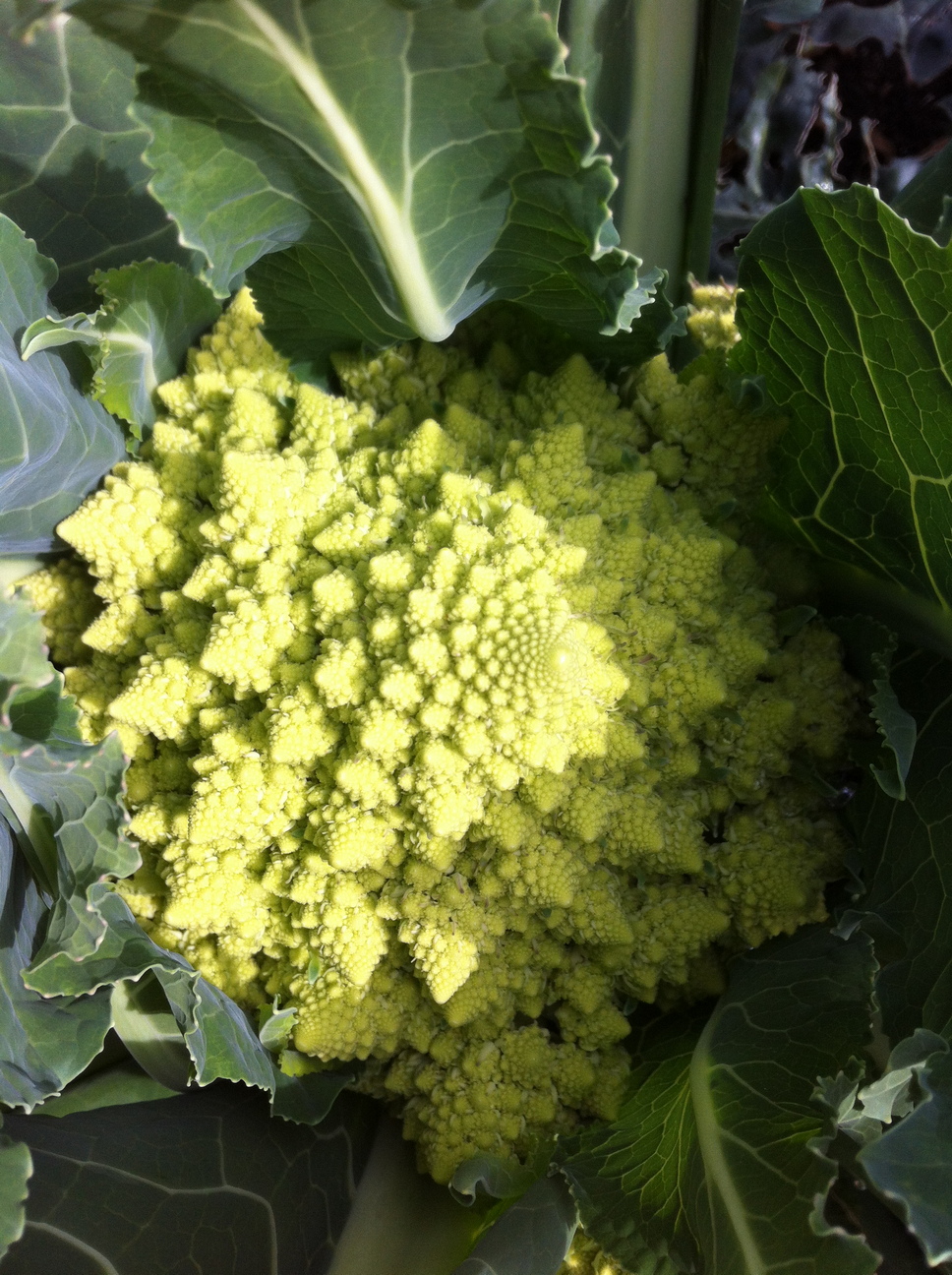 Romanesco Broccoli. I love how this plant looks with its pointy spires of fractal patterns, and it tastes great. Flavour and texture is a cross between broccoli and cauliflower.