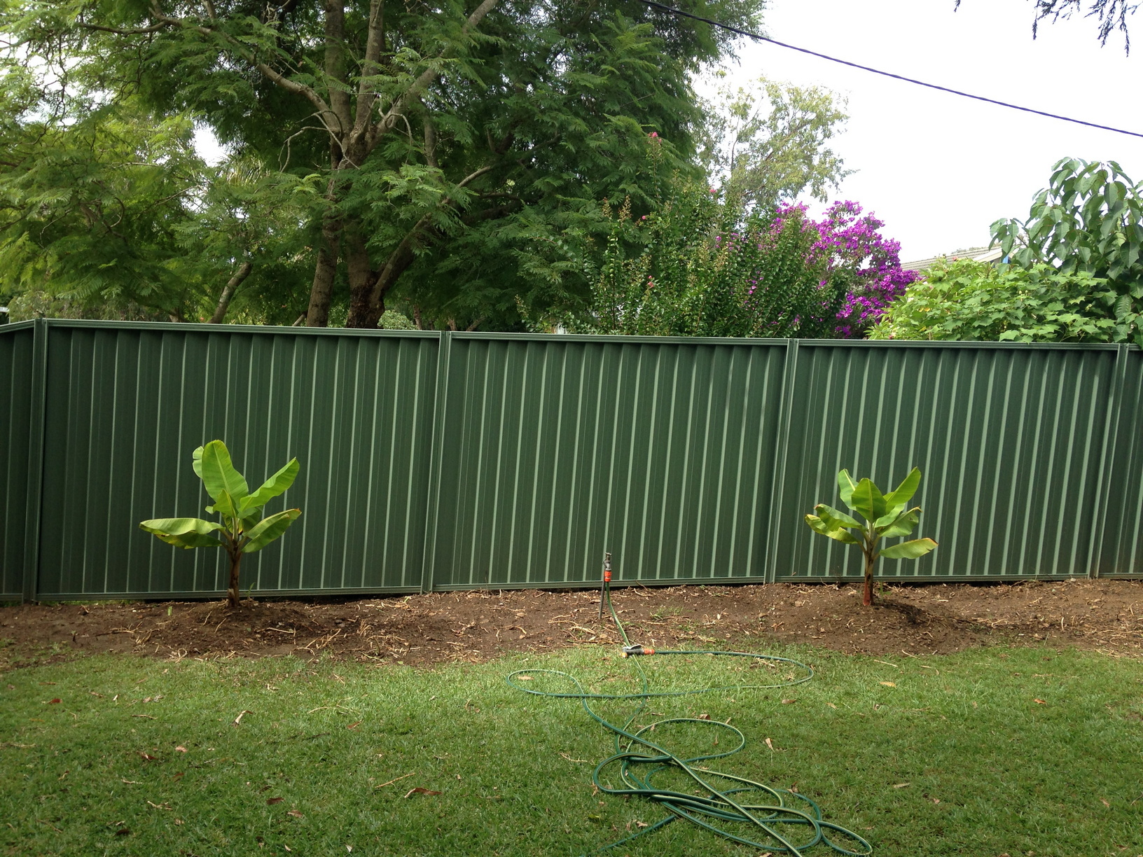 The two stands of bananas when they first went in. This was 31-MAR-2015.