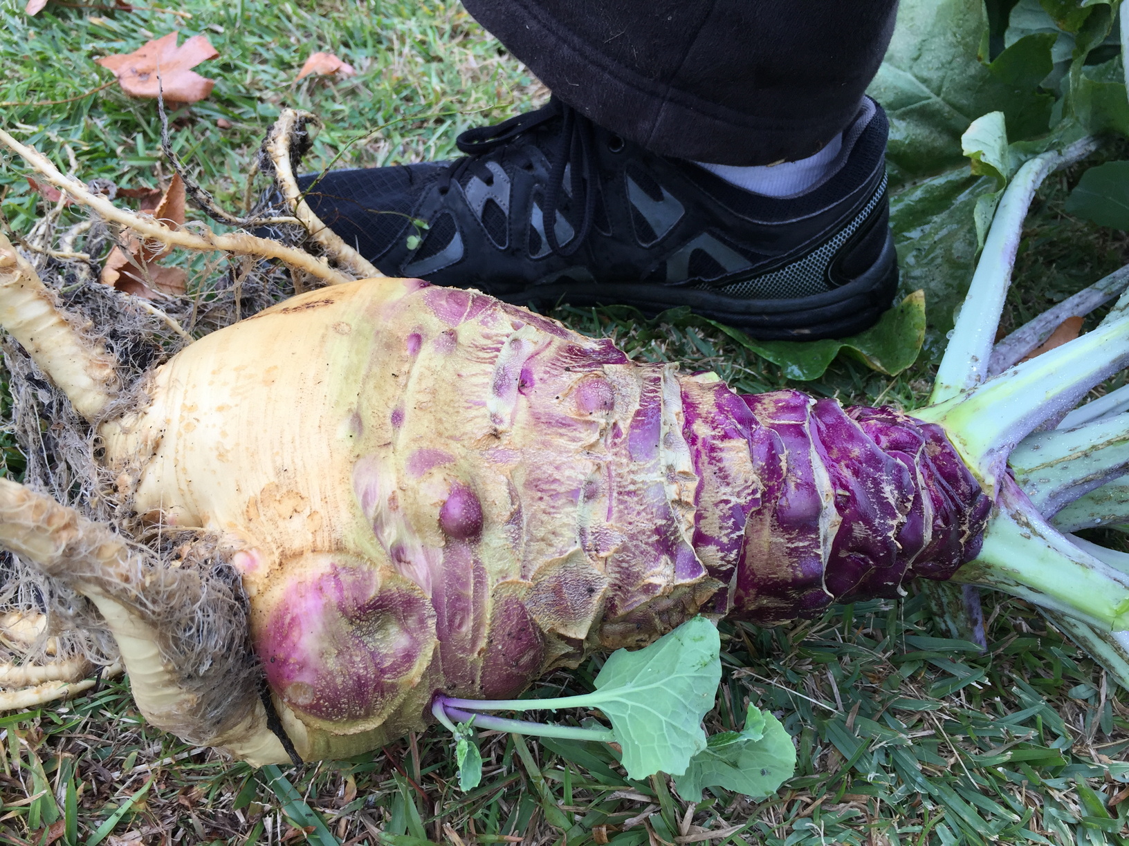 WTF is this thing!? It was meant to be a Kale. Looking online, it might be a Mangelwurzel, but doesn't look quite the same. The leaves and stems look very brassica like. We didn't end up eating it as weren't quite sure what to do with it. If anyone knows what it is, please let me know.