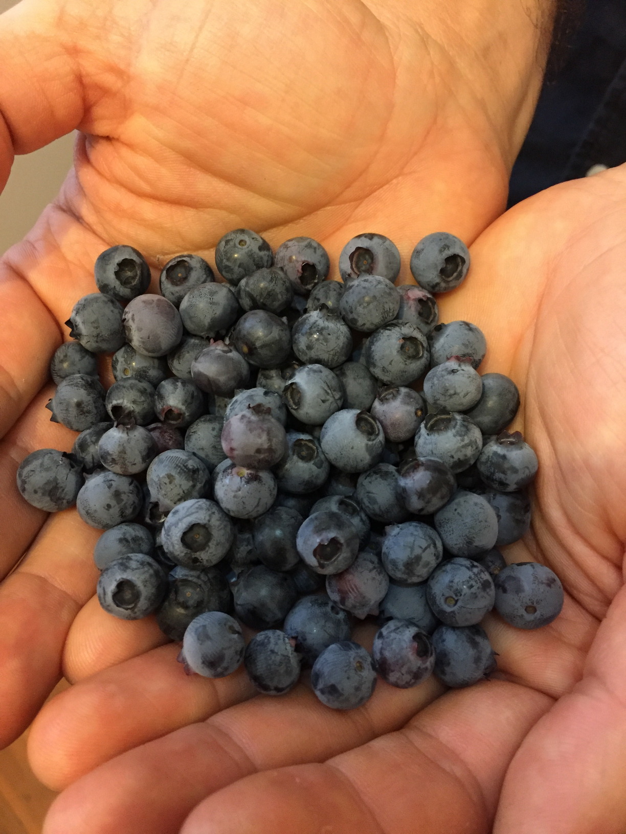 Blueberries! When the blueberries get large enough to form a hedge, I hope to get so many blueberries that I have to think what I will do with all of them. I want to discover if there is such a thing as too many blueberries. I doubt it.