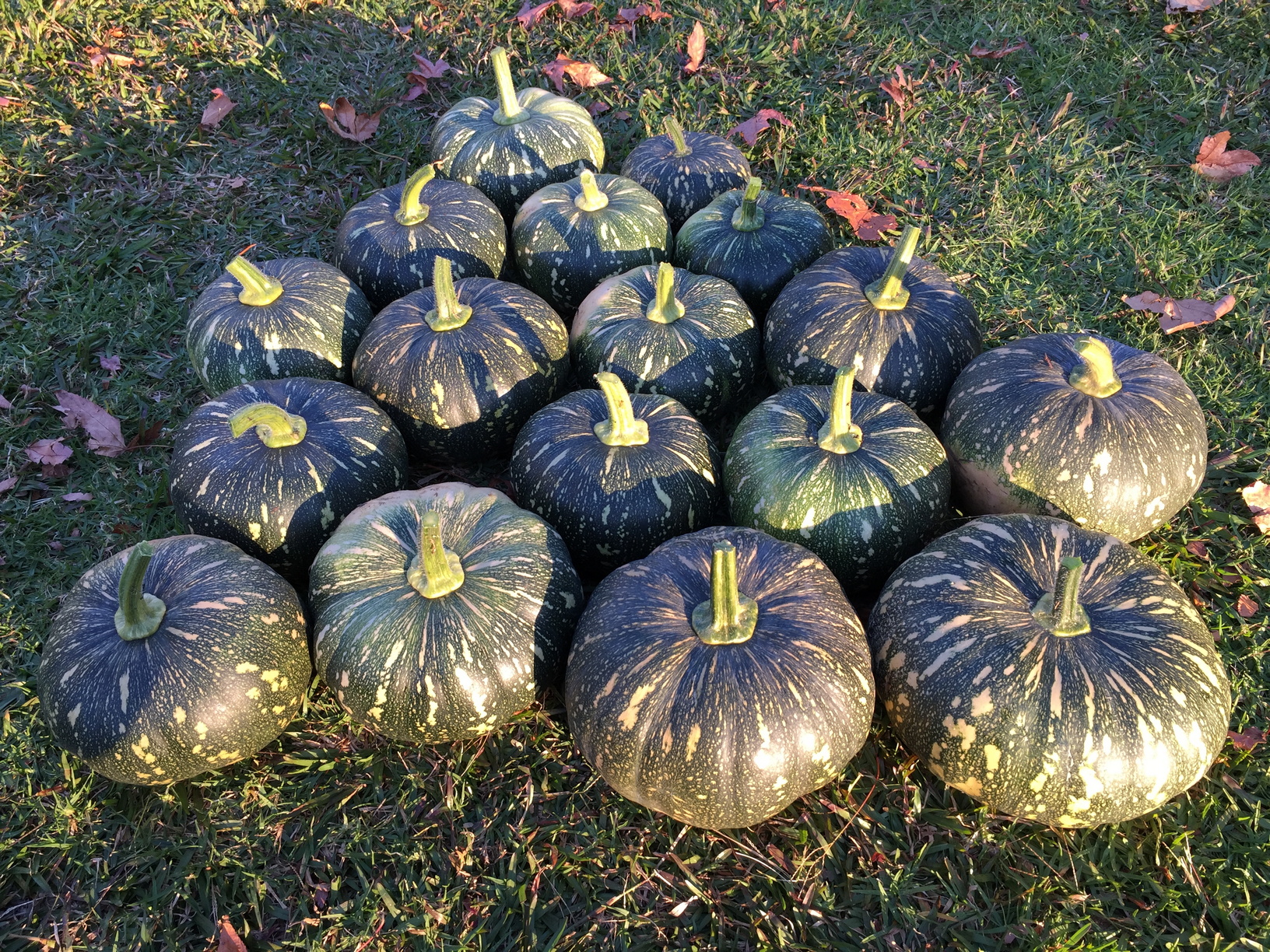 Lots of Kent pumpkins! These ones came up from seeds in the compost that was used in the veggie beds.