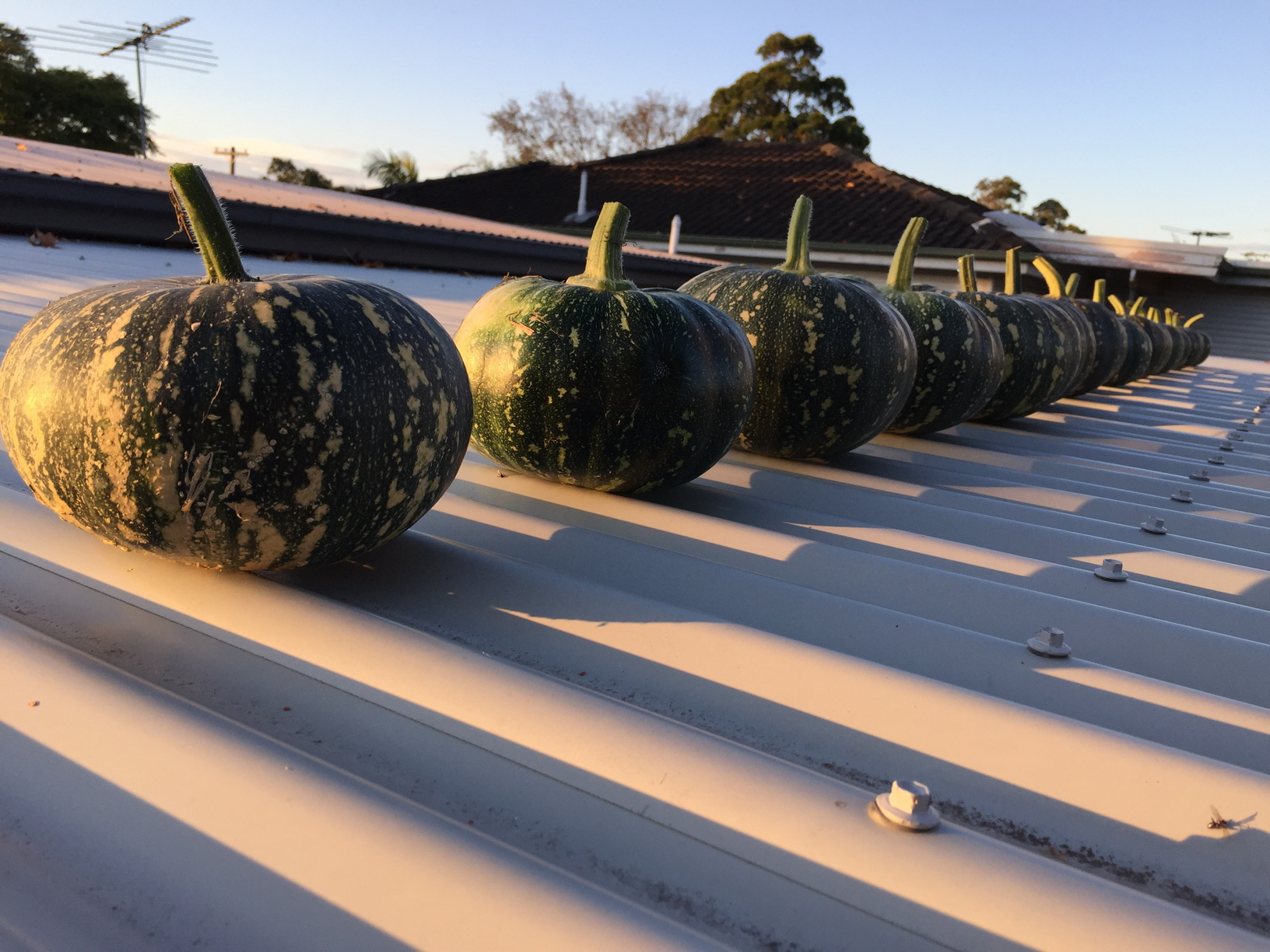 Kent pumpkins on the tin roof to finish ripening and to protect them from rats or other creatures than might eat them if left on the vine on the ground. They can stay up on the roof for months, especially if the weather is not too hot. Keeps them out the way and out of harm's way.