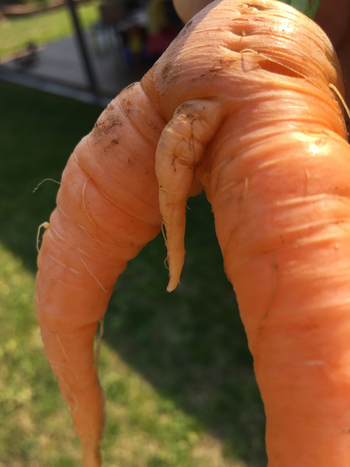 I laughed when I pulled this carrot out of the ground!
