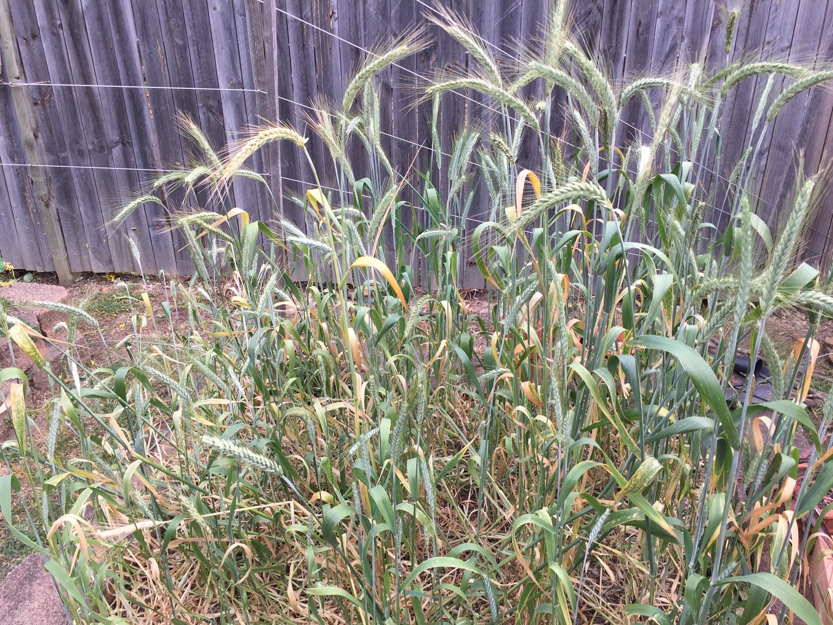 This was my first crop of wheat! It is an ancient variety called Khorasan wheat. I'll put up a more detailed post about the wheat soon.