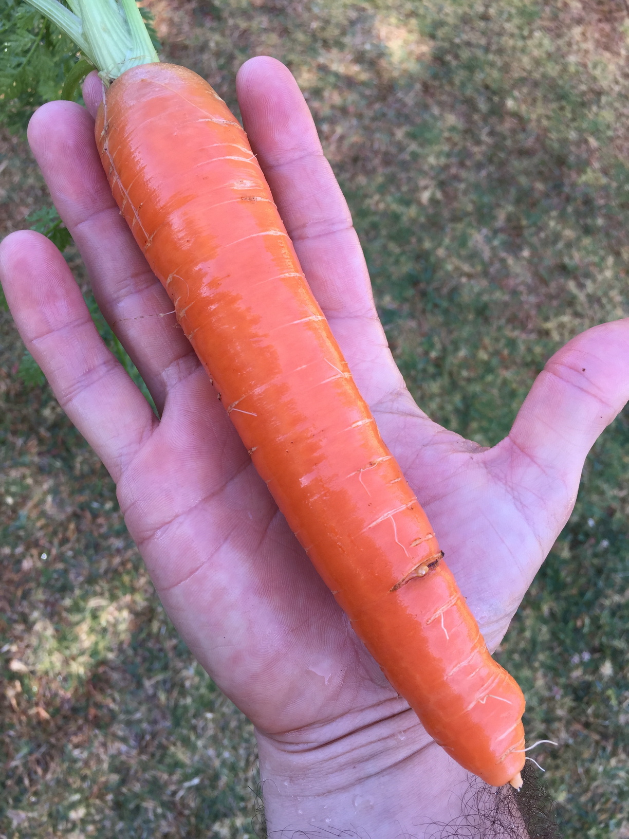 A fine carrot