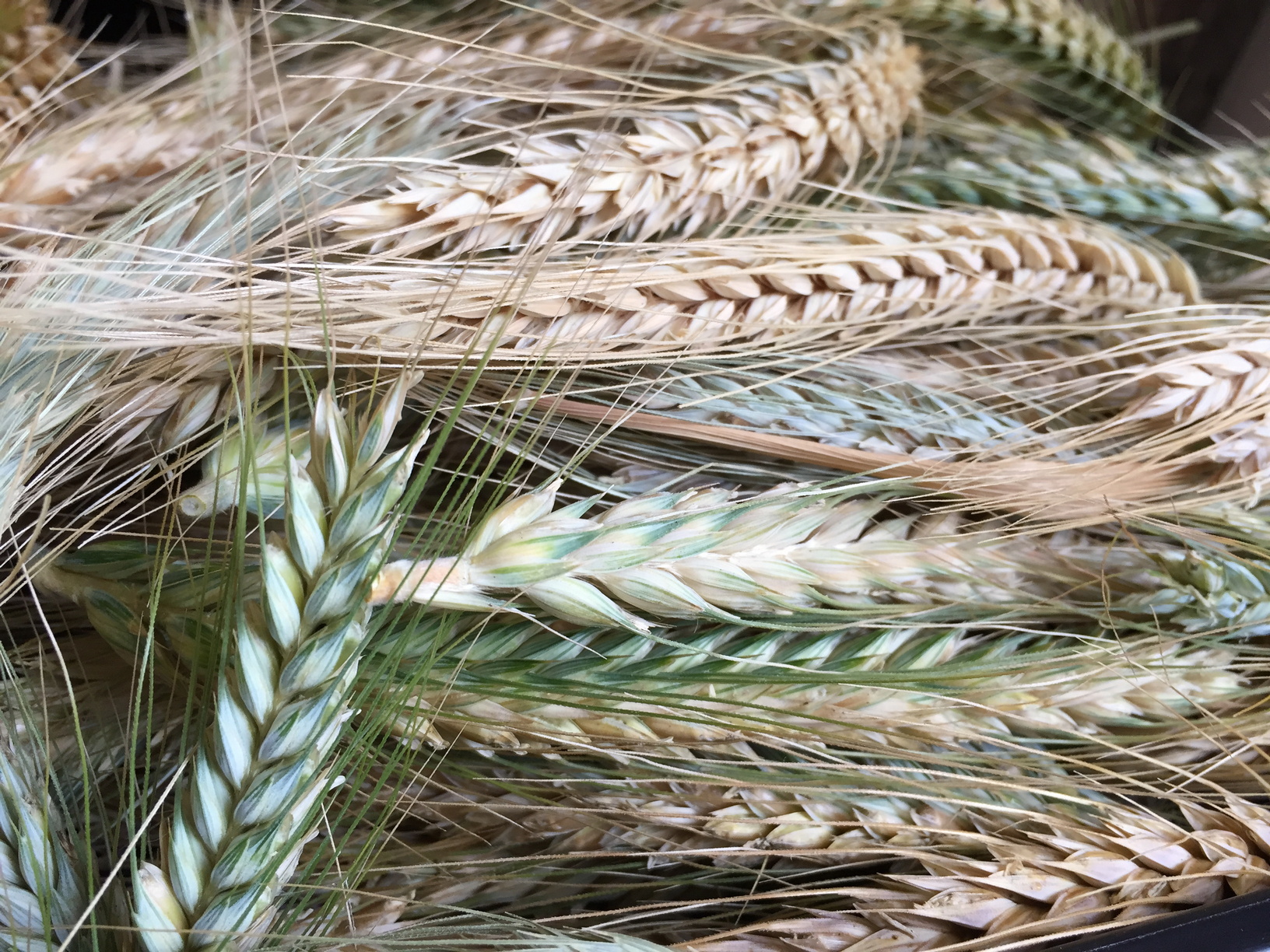 Harvested ears of wheat