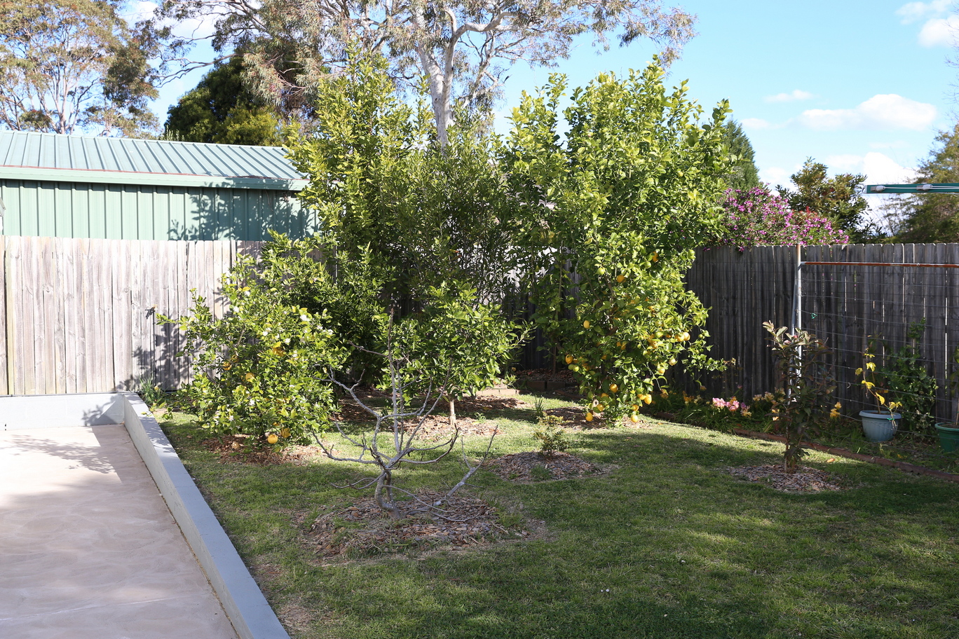 This is roughly the same spot, almost 7 years later, 27-AUG-2017. I got rid of all the non-edible shrubs at the back corners. I now have a mango (behind the lemon tree) and a white fig at the corners, two macadamia trees, feijoa, orange, lime, lemon, lemonade, black fig, jaboticaba (the tiny shrub in the middle) and the guava (bottom right).