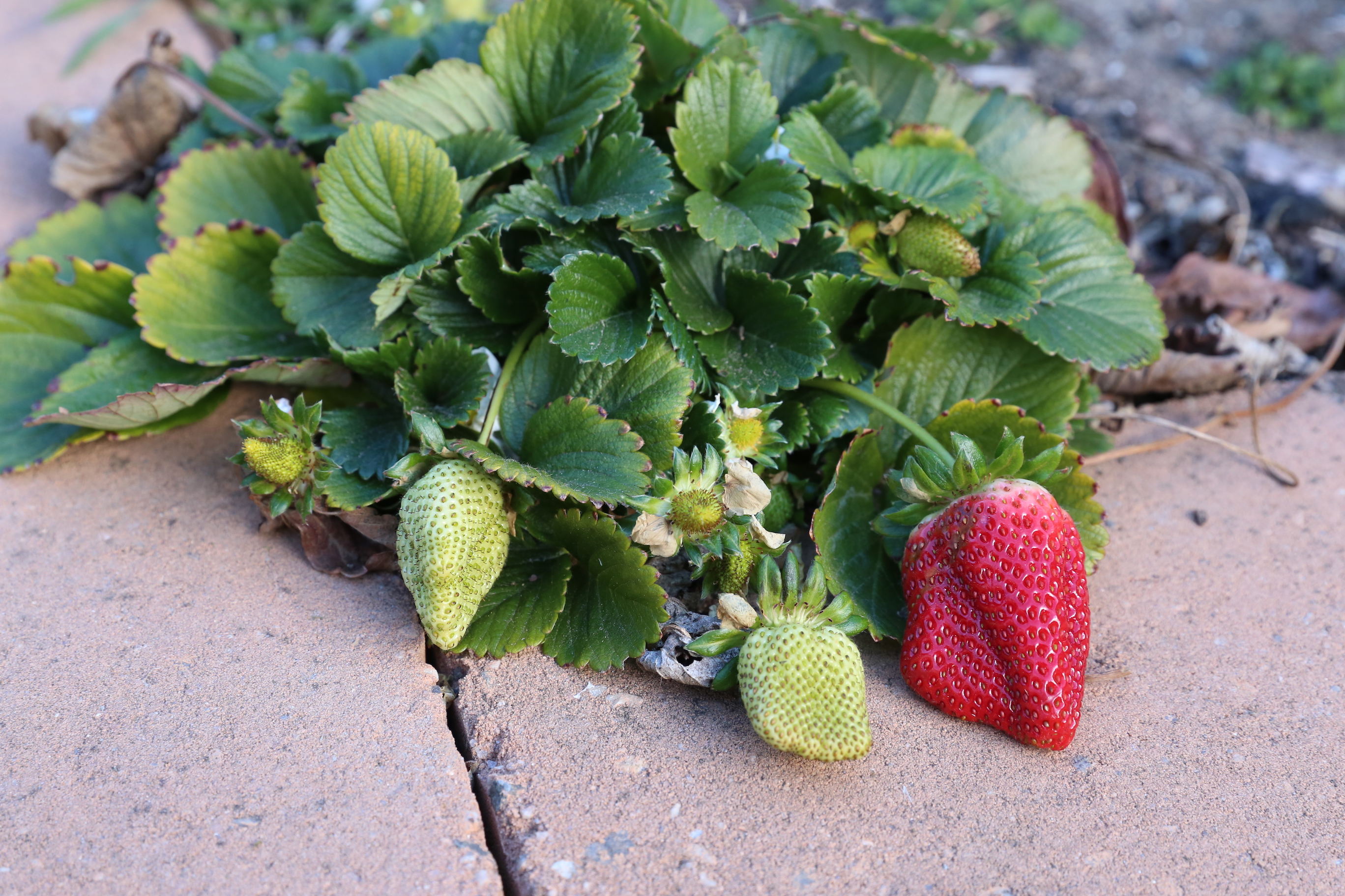 Strawberries have been planted in the corners of the vegetable garden beds. The plan is to let them run and make new plants all around the edge of the garden beds.