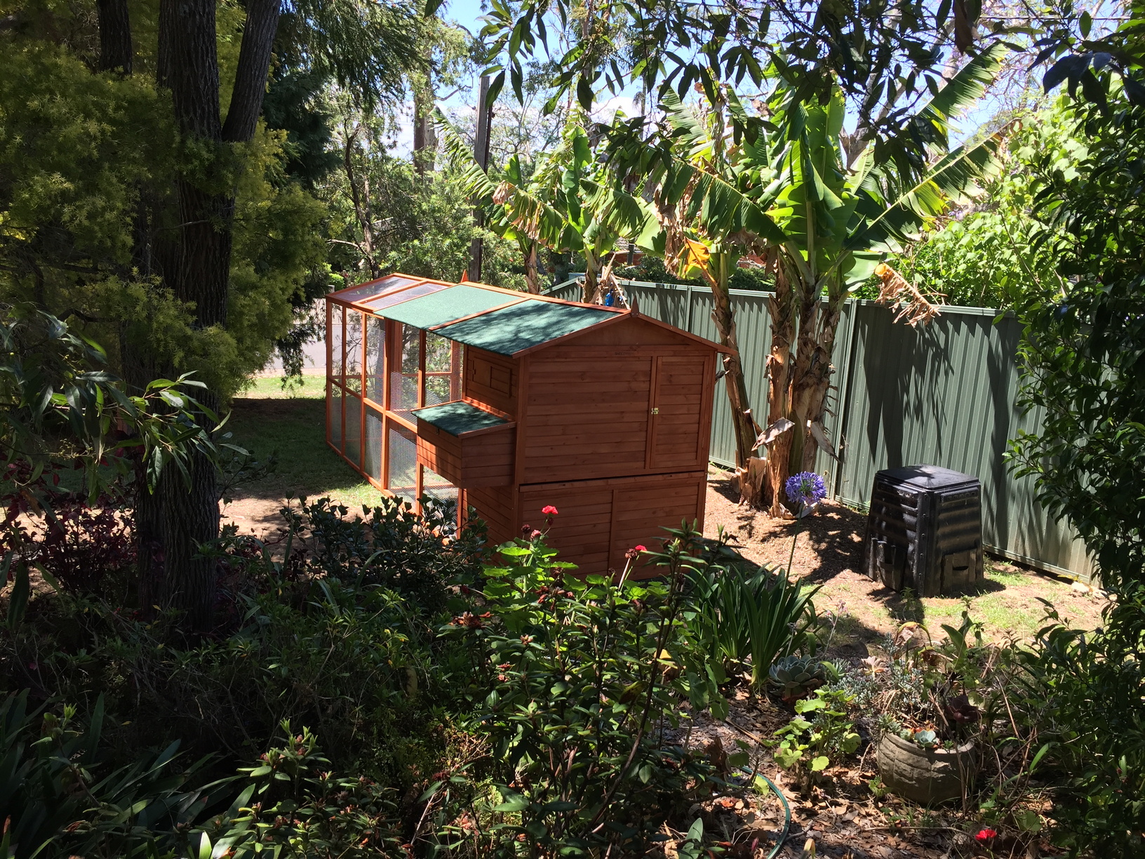 The bananas with the chicken coop. This was 10-DEC-2017, just before harvesting the first bunch.