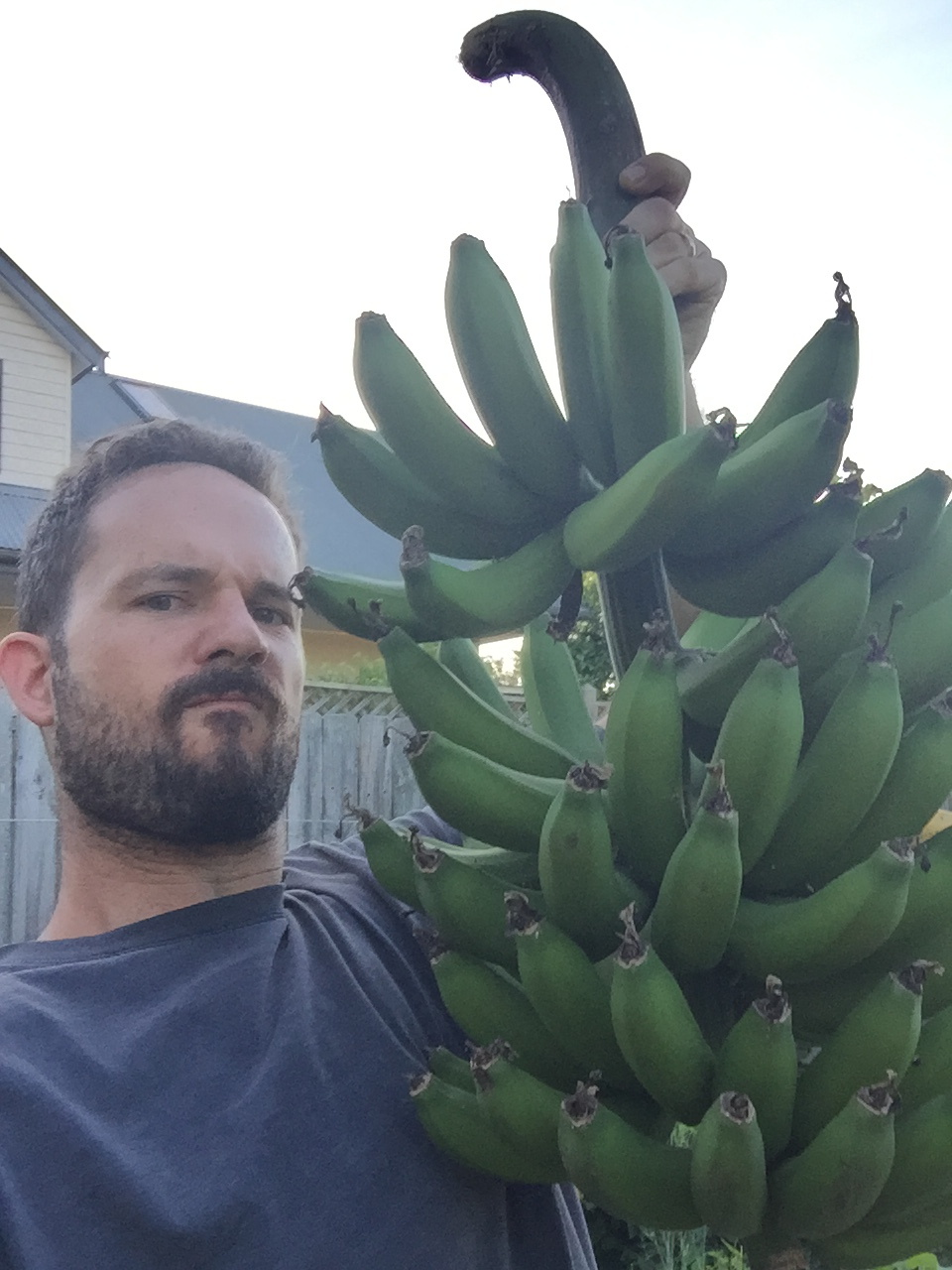 First bunch of bananas. I'm not angry with them, they're just really heavy to hold with one hand. I hung them up in the garage to let them ripen, however we ended up with a string of 40+ degree days and they basically cooked in their skins. They tasted good, but were quite squishy. We peeled and froze most of them to use in smoothies, which worked very nicely. Hopefully the next bunch will ripen properly.