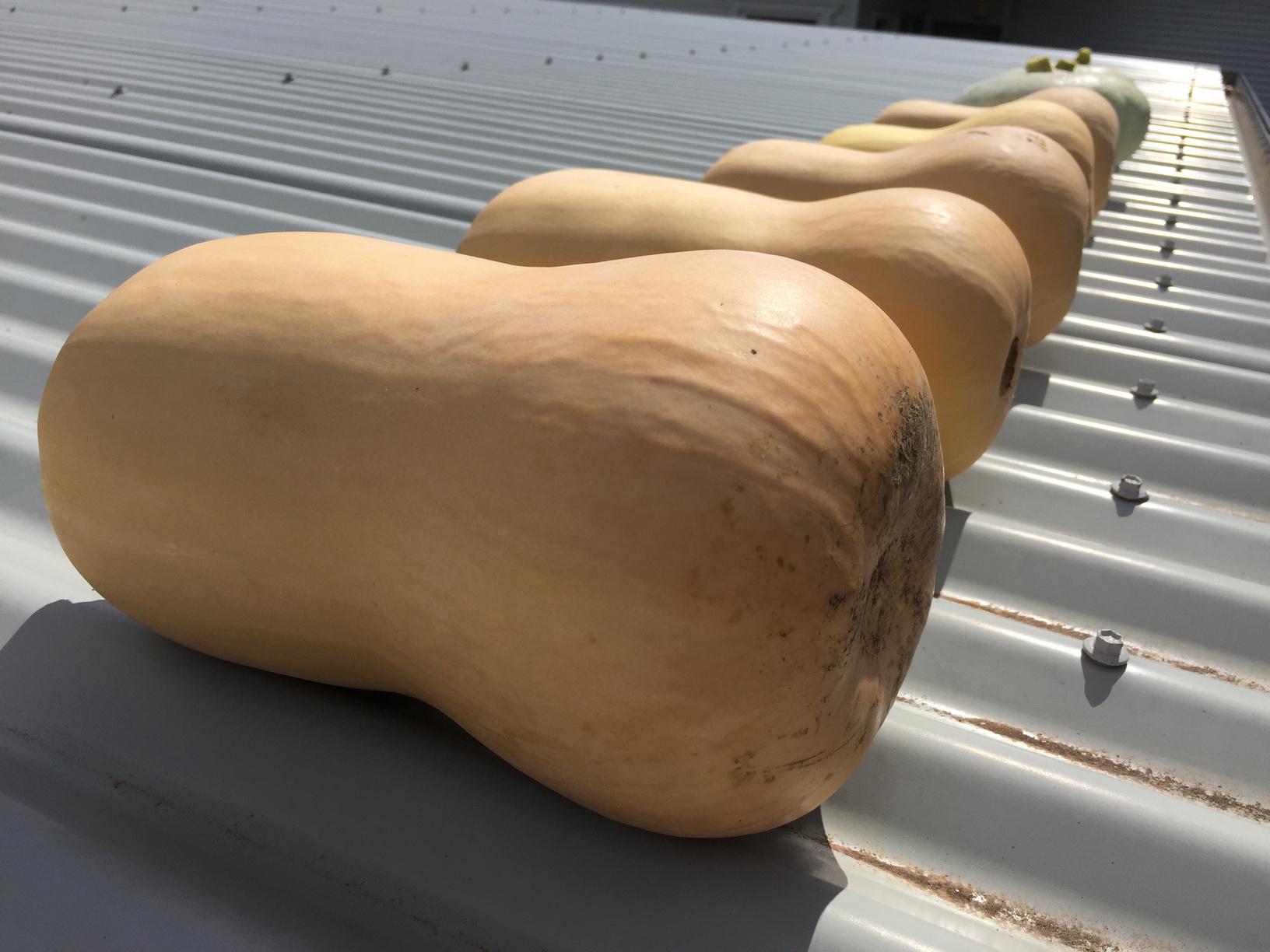 Butternut and Whangaparaoa Crown pumpkins on the tin roof. The Butternut came up from seeds in the compost and I planted the Whangaparaoa Crown from seed.