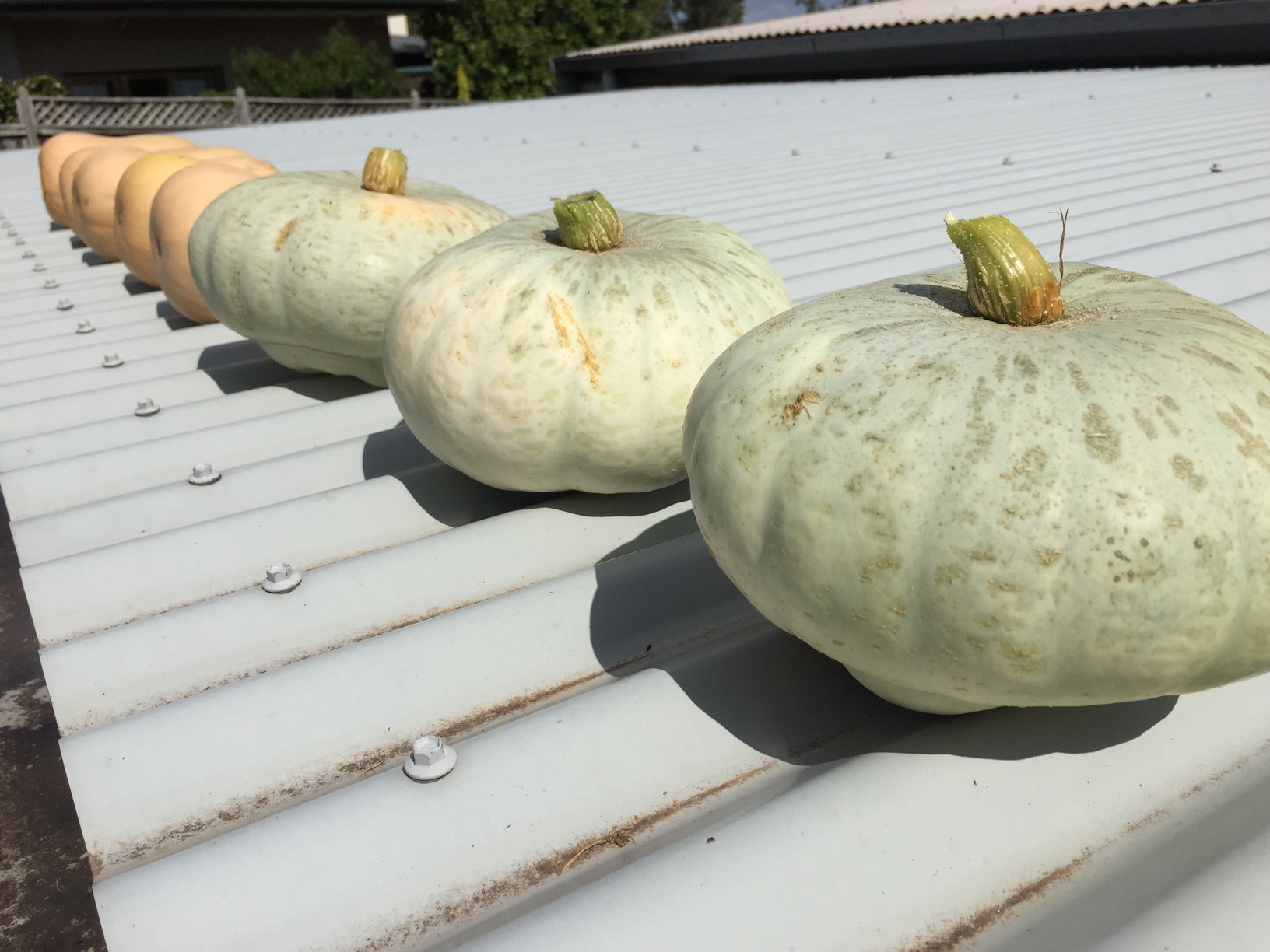 Whangaparaoa Crown and Butternut pumpkins on the tin roof