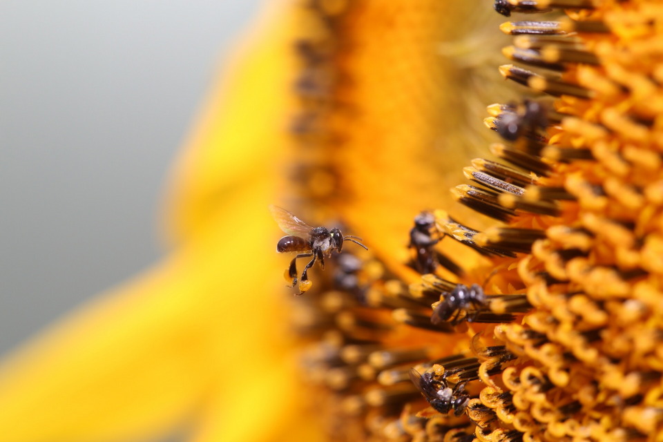 An Australian native stingless bee collecting pollen from a sunflower. This was taken with a 100mm macro lens.
