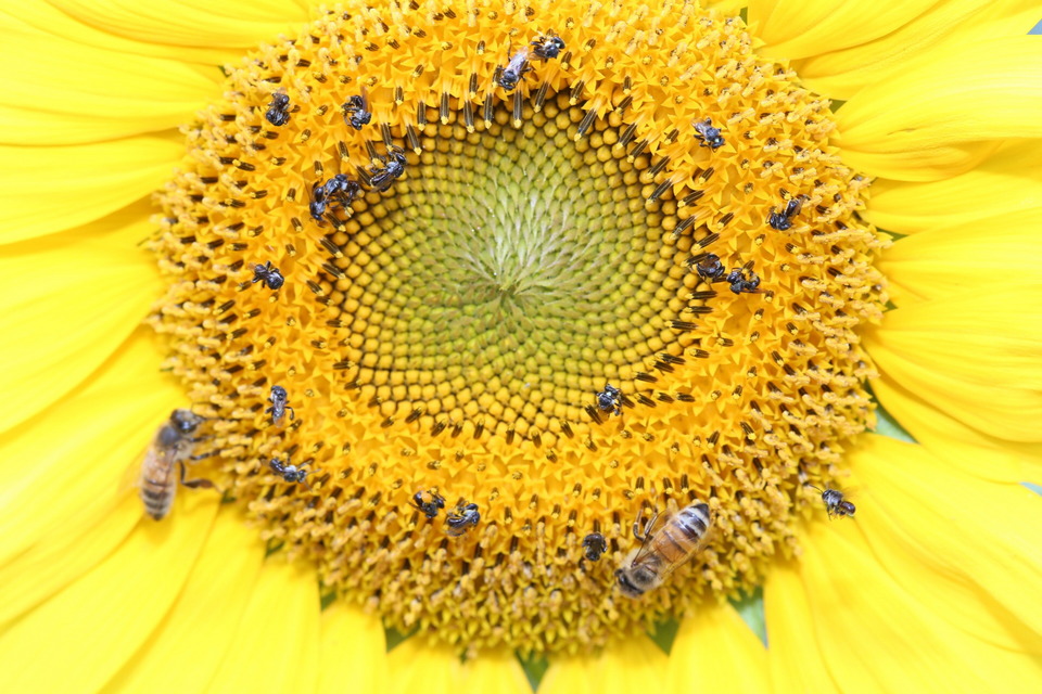 This shows the size of the native bees in comparison to the size of a regular European honey bee. They are very small!