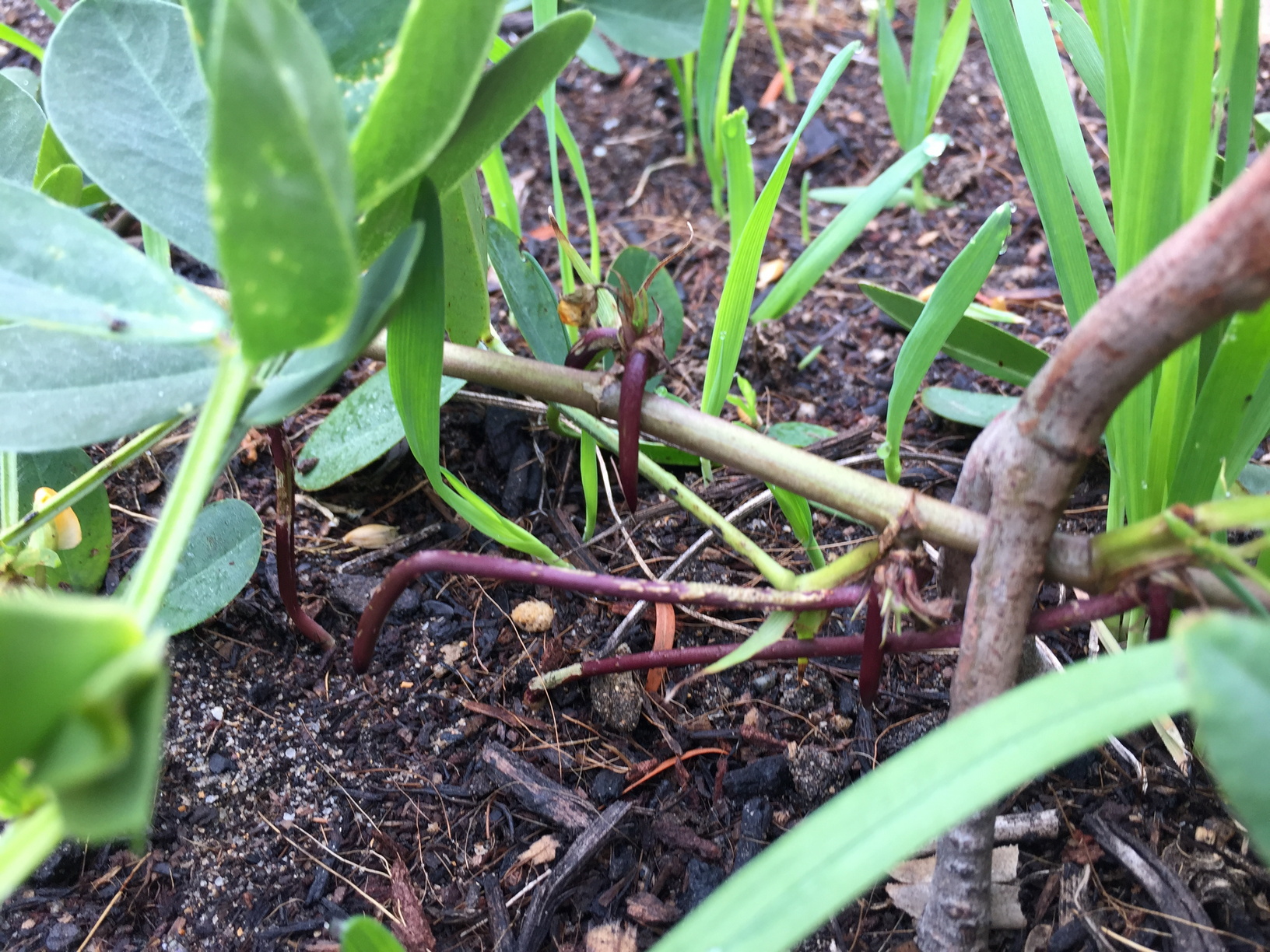 These are peanuts. Peanuts are weird. Those purple tendrils form under the flower, then shoot down underground where they form the peanut. I have this branch staked down low with a forked twig. Coming up around the peanut are my first oats.