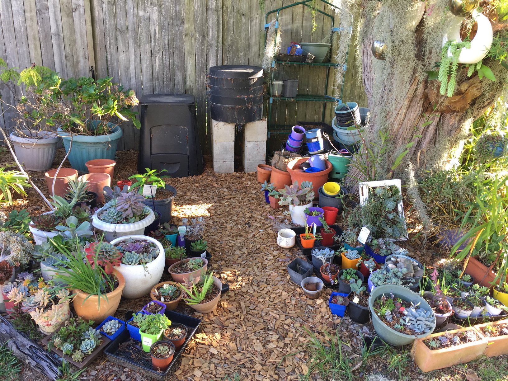 The compost bin and worm farm. The legs of the worm farm gave way a few years ago, so I have it sitting on some cinder-blocks. It works better as I can fit a watering can underneath now to drain out the worm wee. A small portion of my wifes succulent collection is in the foreground.