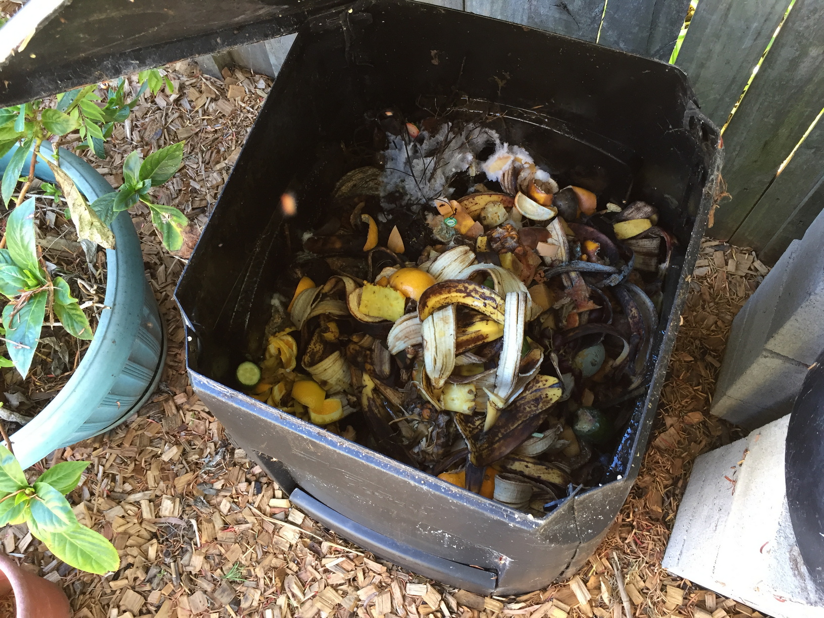 The compost bin with the lid open. Grrrr. A sticker on a mandarin peel. I usually try to get them off before putting them in the compost. I'll need to get that one out.