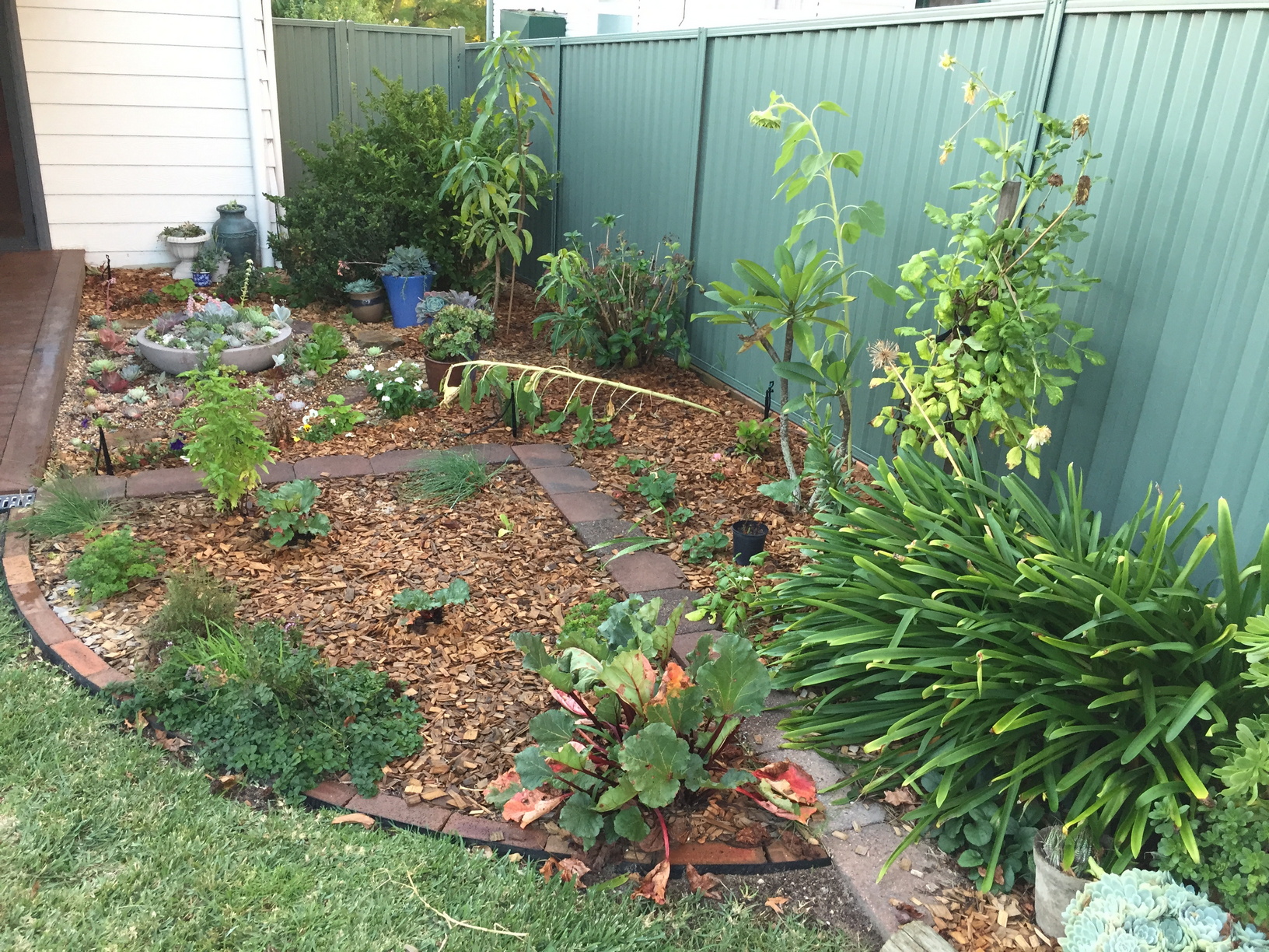 Herb bed in the foreground with 3 rhubarb plants, oregano, parsley, basil, thyme, chives and a silverbeet. In the background is the succulent garden, a Bowen mango, Nam Doc Mai mango, a pulled over and partially eaten sunflower (thanks Sulphur-Crested Cockatoos!), some strawberries and various flowering plants.