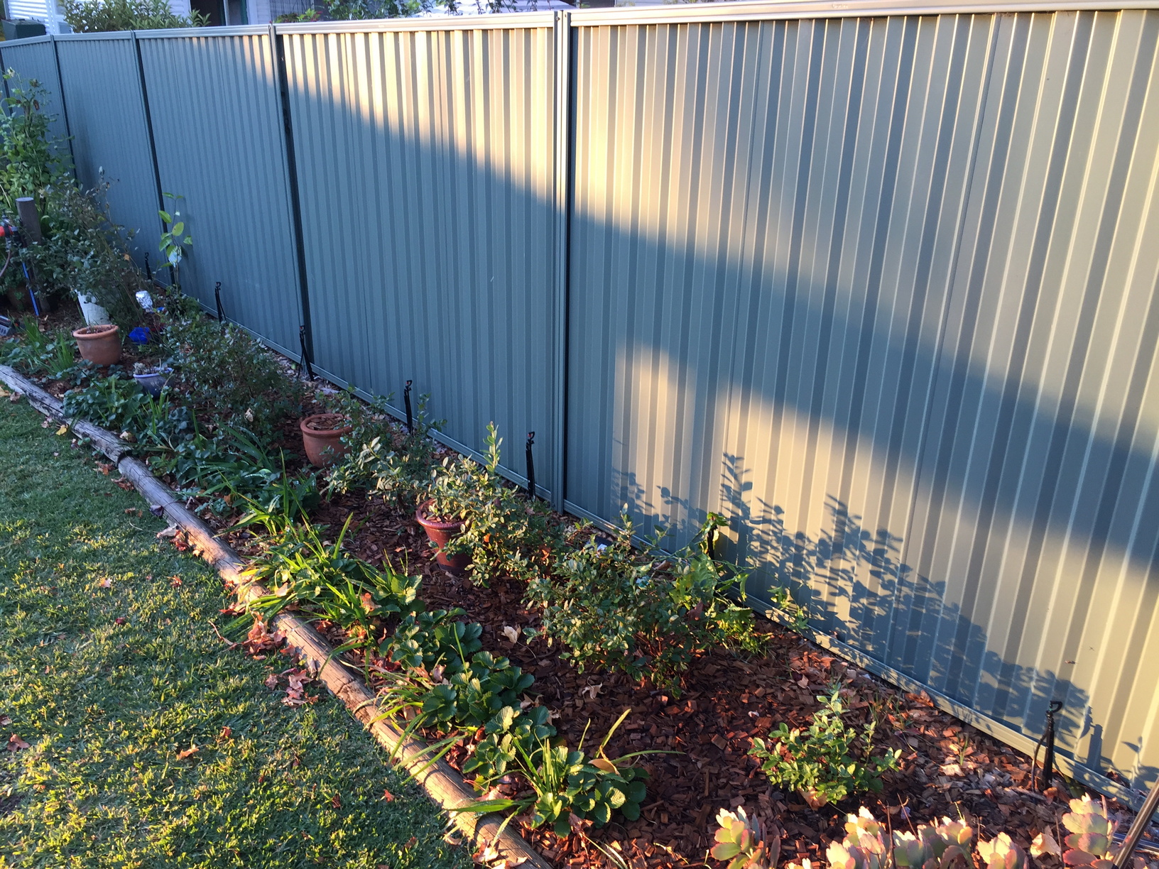 It doesn't look like much now, but down the middle of this bed is the blueberry hedge, with some strawberries near the front, and there a couple of new passionfruits along the fence that will go in shortly. I'll be putting up another trellis, similar to behind the veggie beds on this fence and will train the passionfruit along it. Blueberry plants can get to between 1-2 meters tall, so I'm hoping for a solid hedge of blueberries one day. I've also planted some more wheat between the blueberries and the fence.