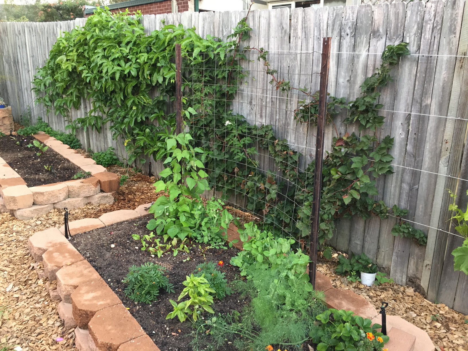 The passionfruit and the thornless blackberry behind the veggie beds. I have a random assortment of veggies growing there already and have planted a lot of new seeds to fill in some of the bare patches recently.