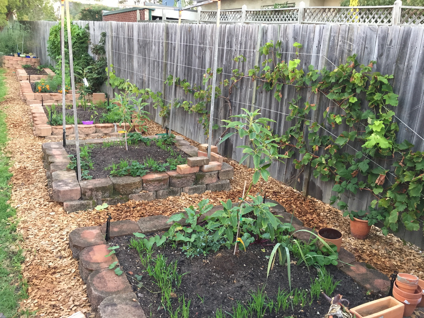 The black muscat grape behind the beggie beds. There is also a loganberry hiding amongst the grapes. The three lower beds each have an avacado tree planted in them, and around the outside of the beds you can see the first oats coming up.