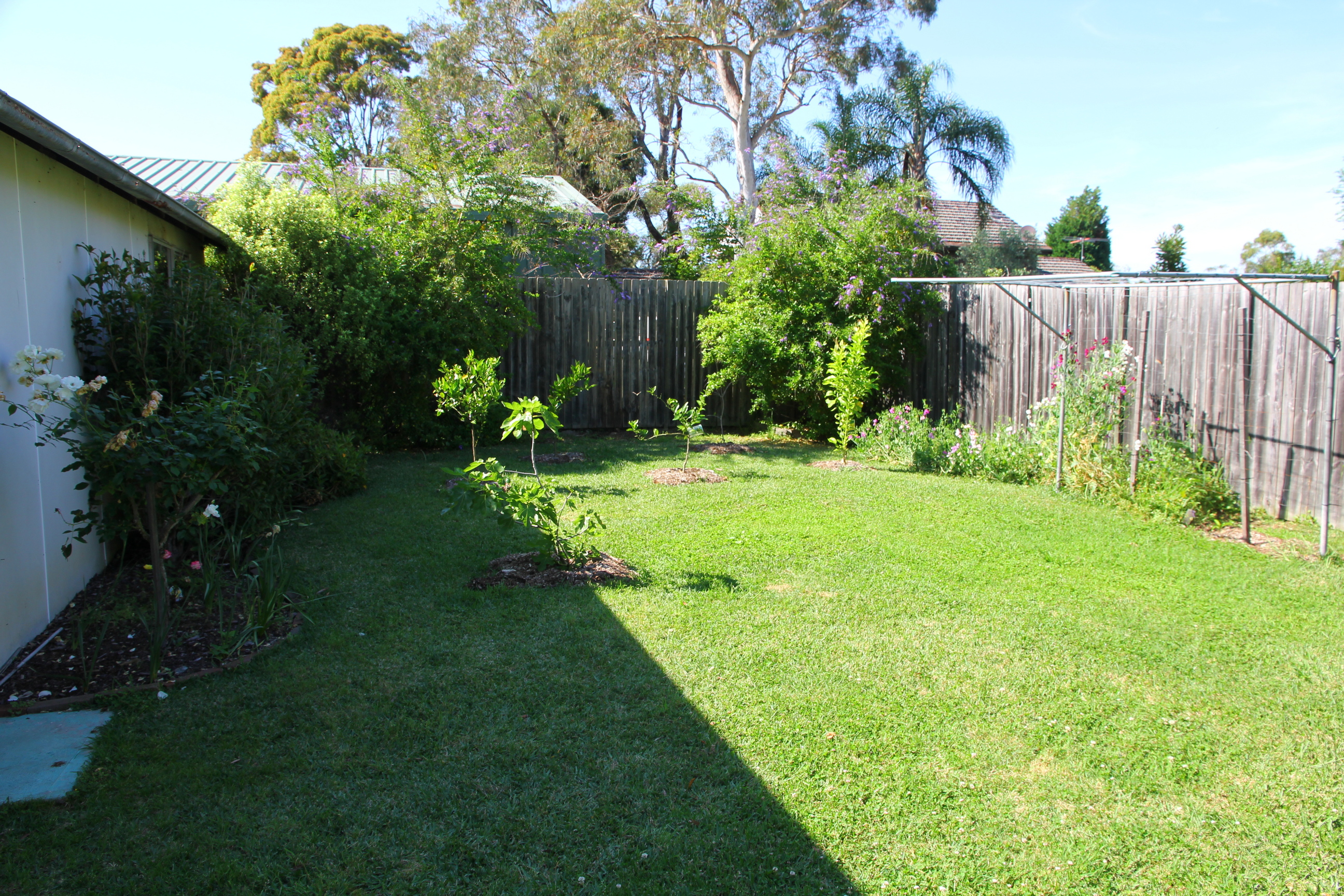 Fruit trees - Oct 2012 - Black Fig, Orange, Lemonade, Lime, Eureka Lemon