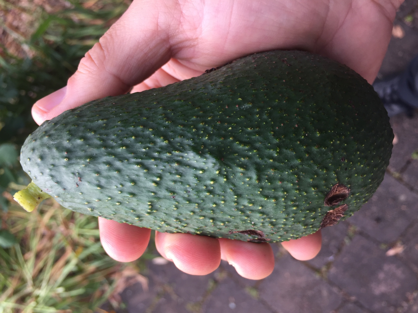 Pinkerton avocado at full size