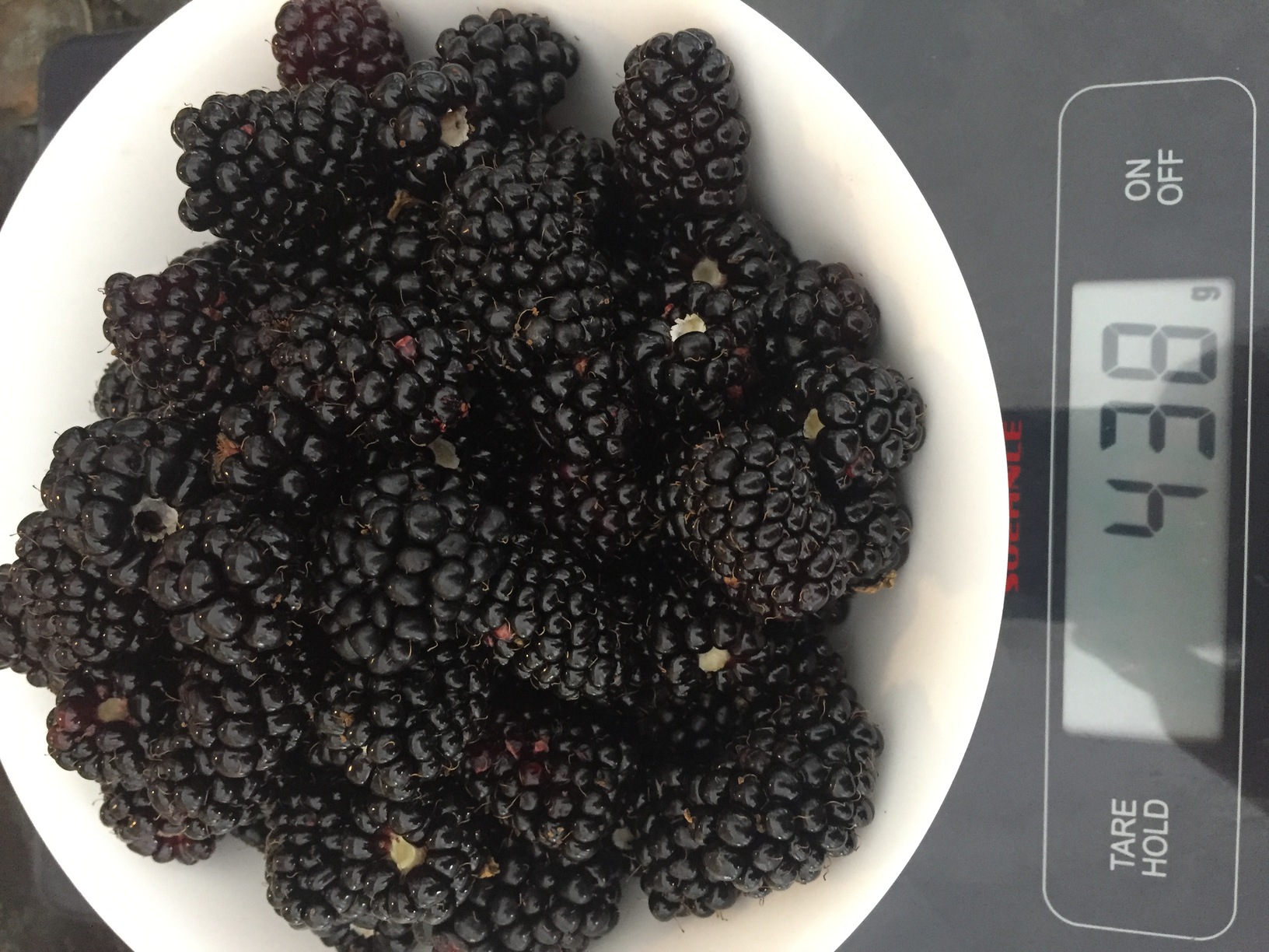 A nice bowl of blackberries. Time to try making a blackberry jam!