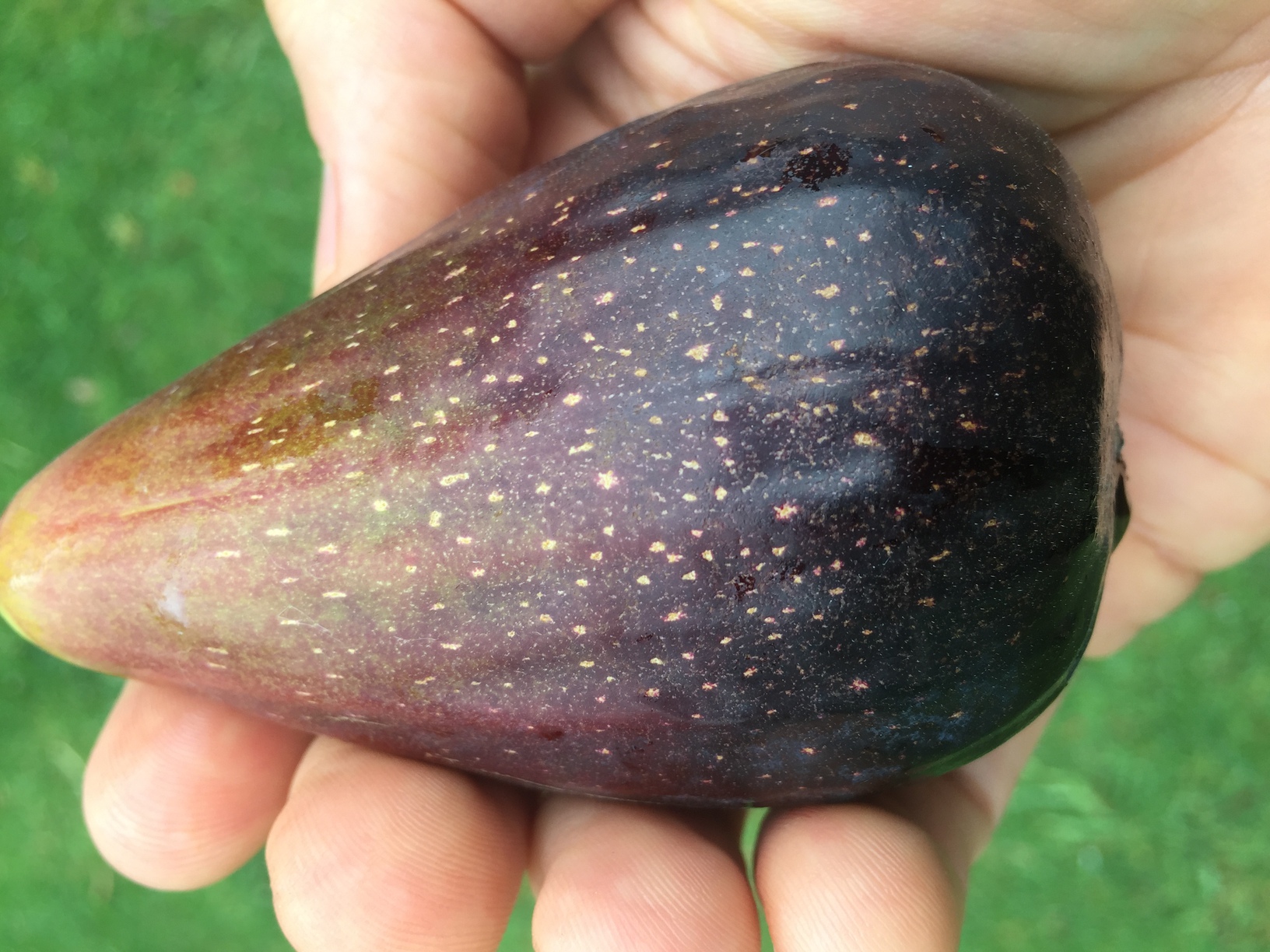 This is the first fig for 2020. There was an initial flush of maybe 10 figs or so, this being the first ripe one, but the second flush looks like almost 10 times as many as the first flush!