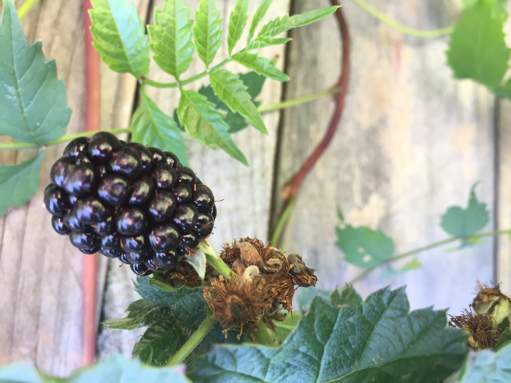 A ready-to-pick blackberry