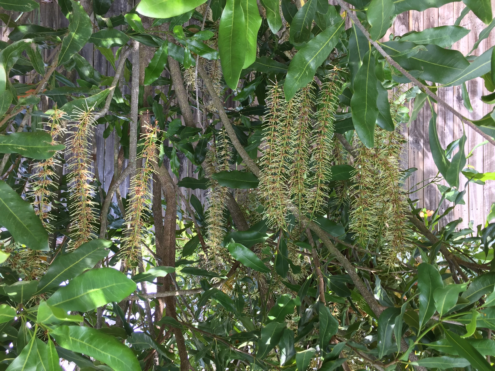 Macadamia flowers