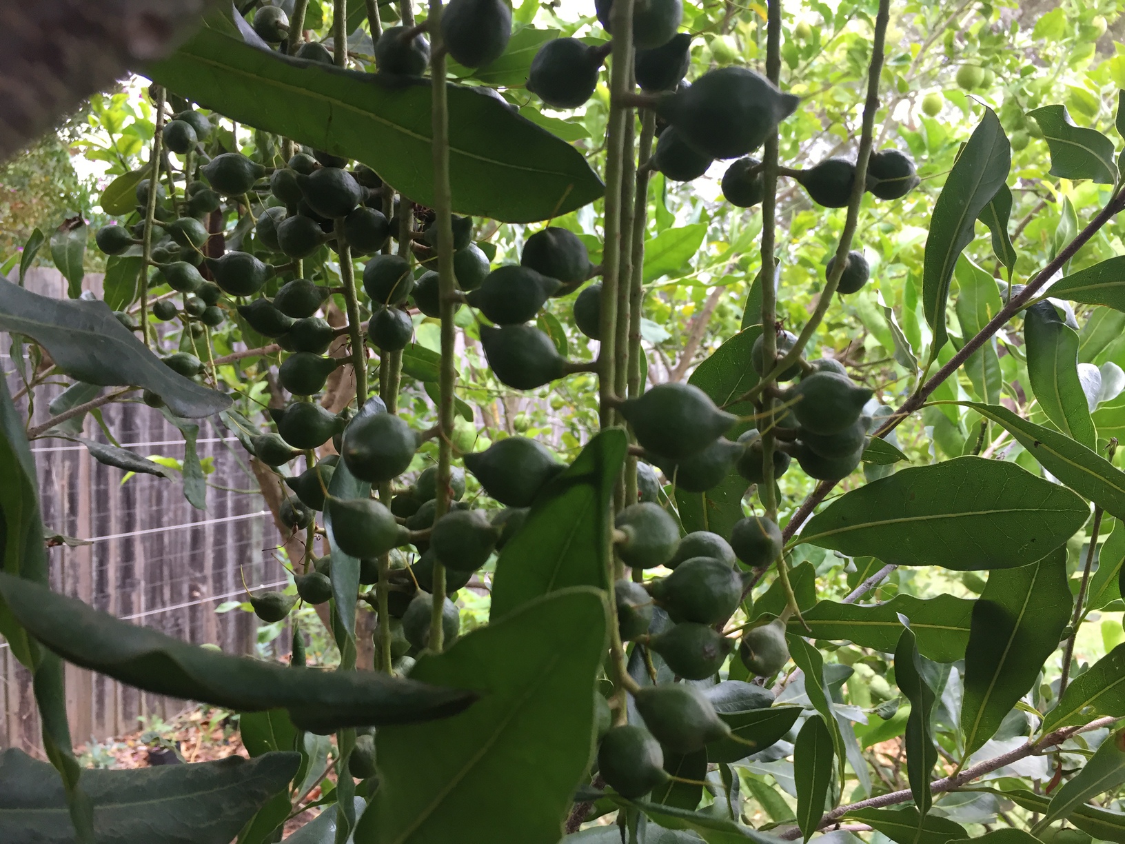 Green Macadamia nuts hanging in bunches around the tree