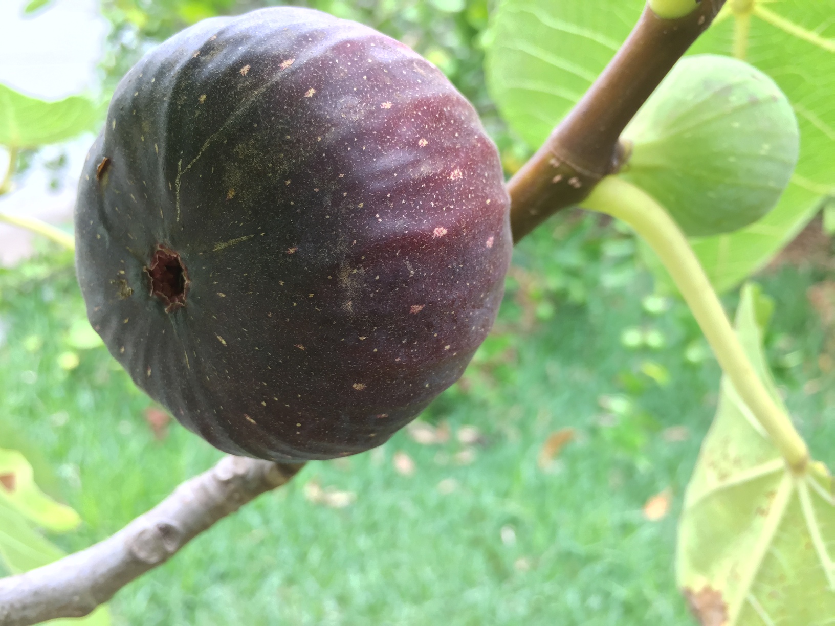 One of the black Genoa figs, almost ready to eat