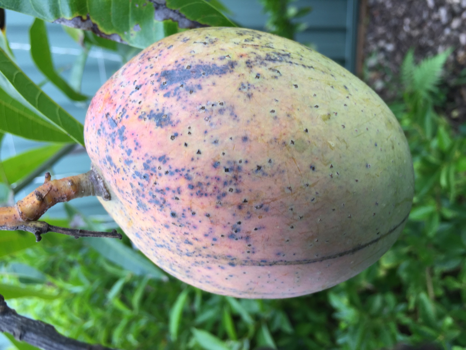 My one and only mango (Kensington Pride). I have had to treat the trees for fungal diseases, which I believe is what is causing the black spots on the leaves and fruit.