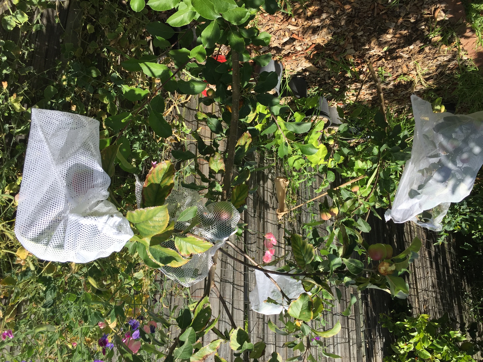 Laundry bags over the apples to try to protect them from birds and/or other creatures