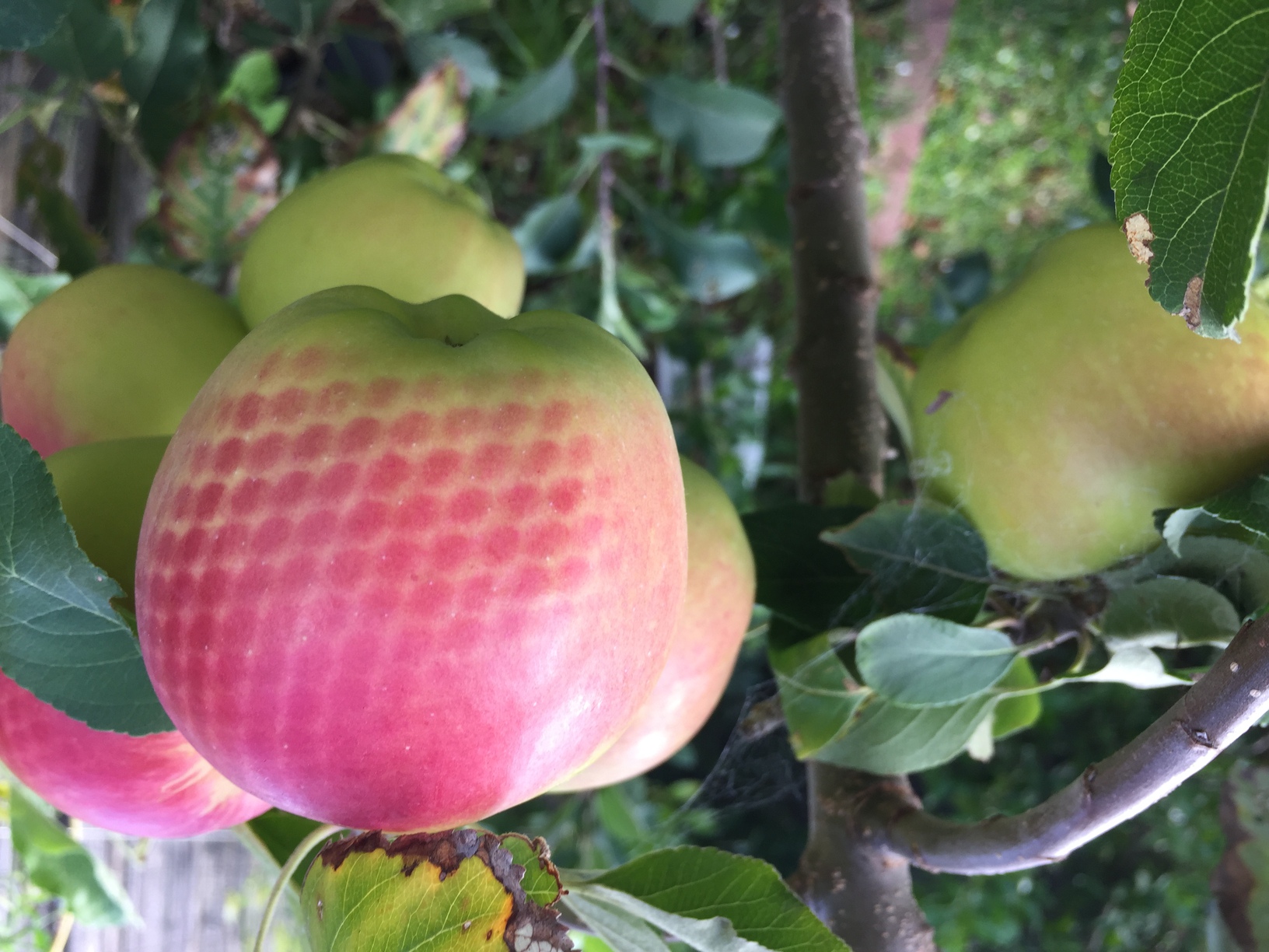 The interesting side-effect of providing patterned shade over a ripening apple