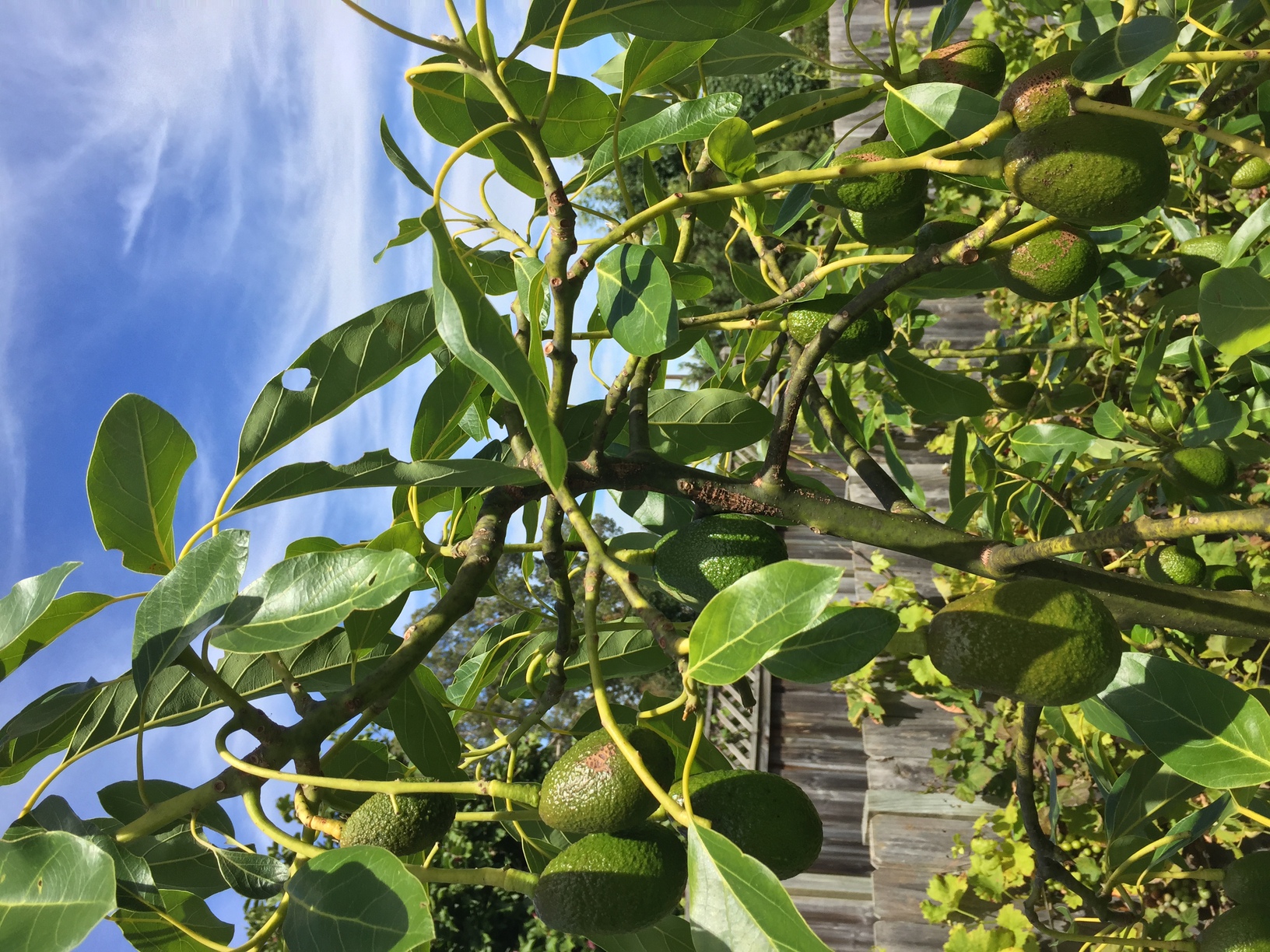 Some of the Hass avocados hanging from the upper branches of the tree