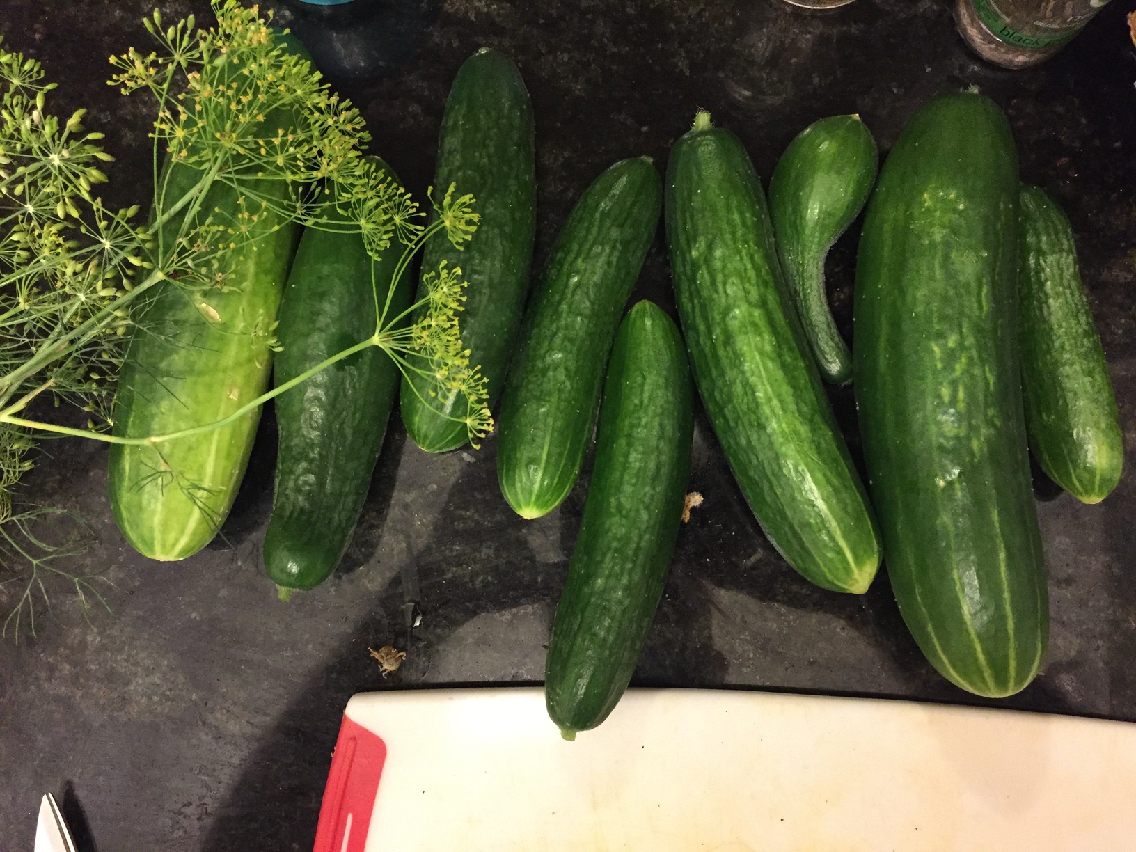 Cucumbers and dill flowers/seeds from the garden, ready for pickling