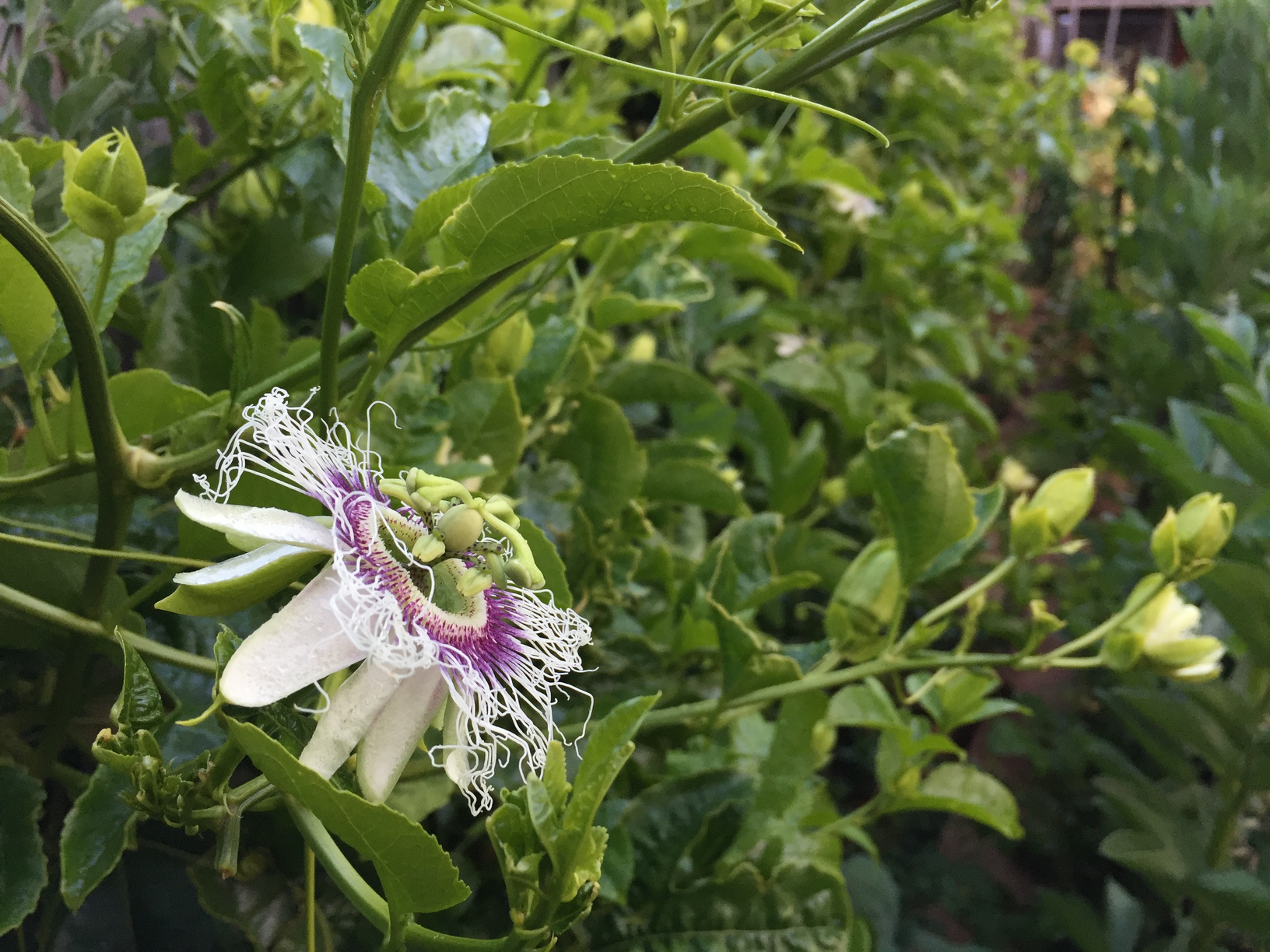 One of the many passionfruit flowers