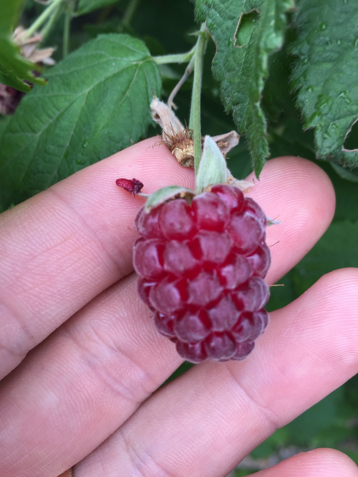 Ripe loganberry