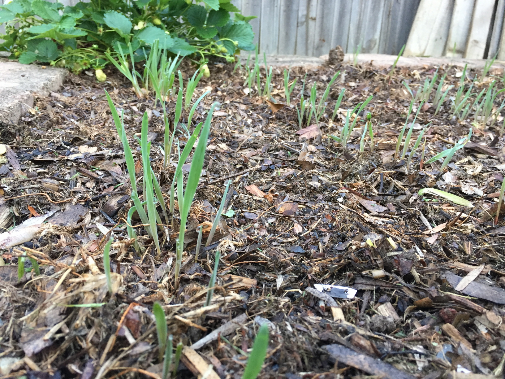 It begins! Wheat sprouts, roughly 1 week after planting.