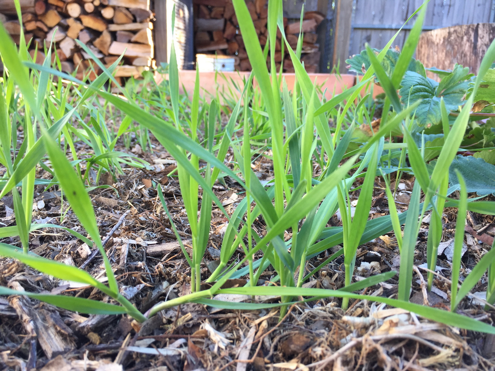 Wheat, roughly 3 weeks after planting